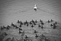 A lone swan swims ahead of a flock of ducks.