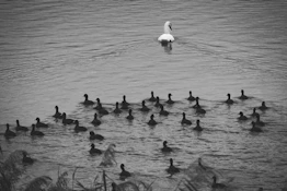 A lone swan swims ahead of a flock of ducks.