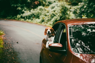 Beagle dog looking out car window on a road.