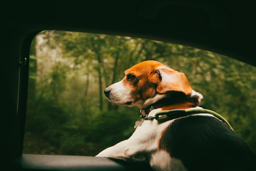Beagle dog looking out car window at trees