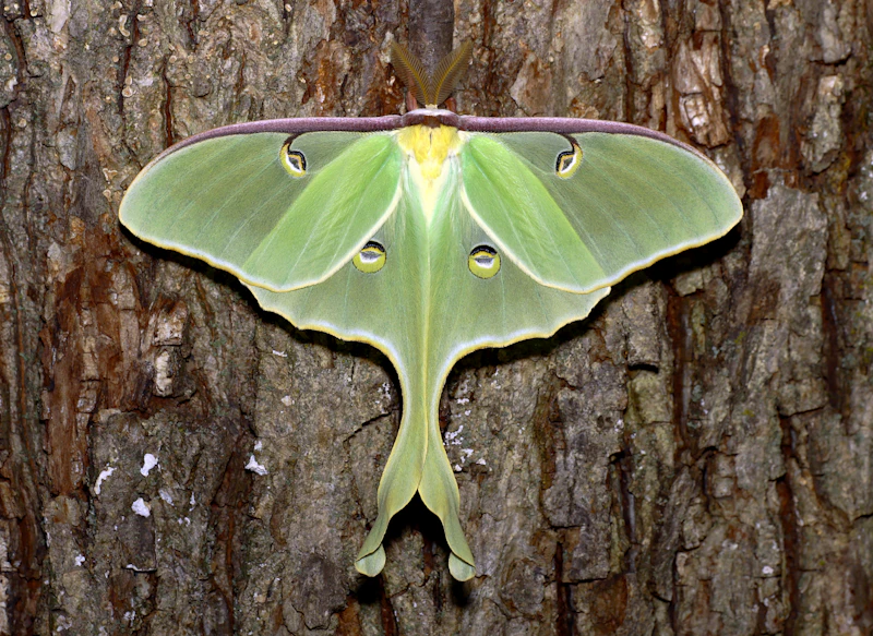 Luna Moth (Actias luna) in natural habitat
