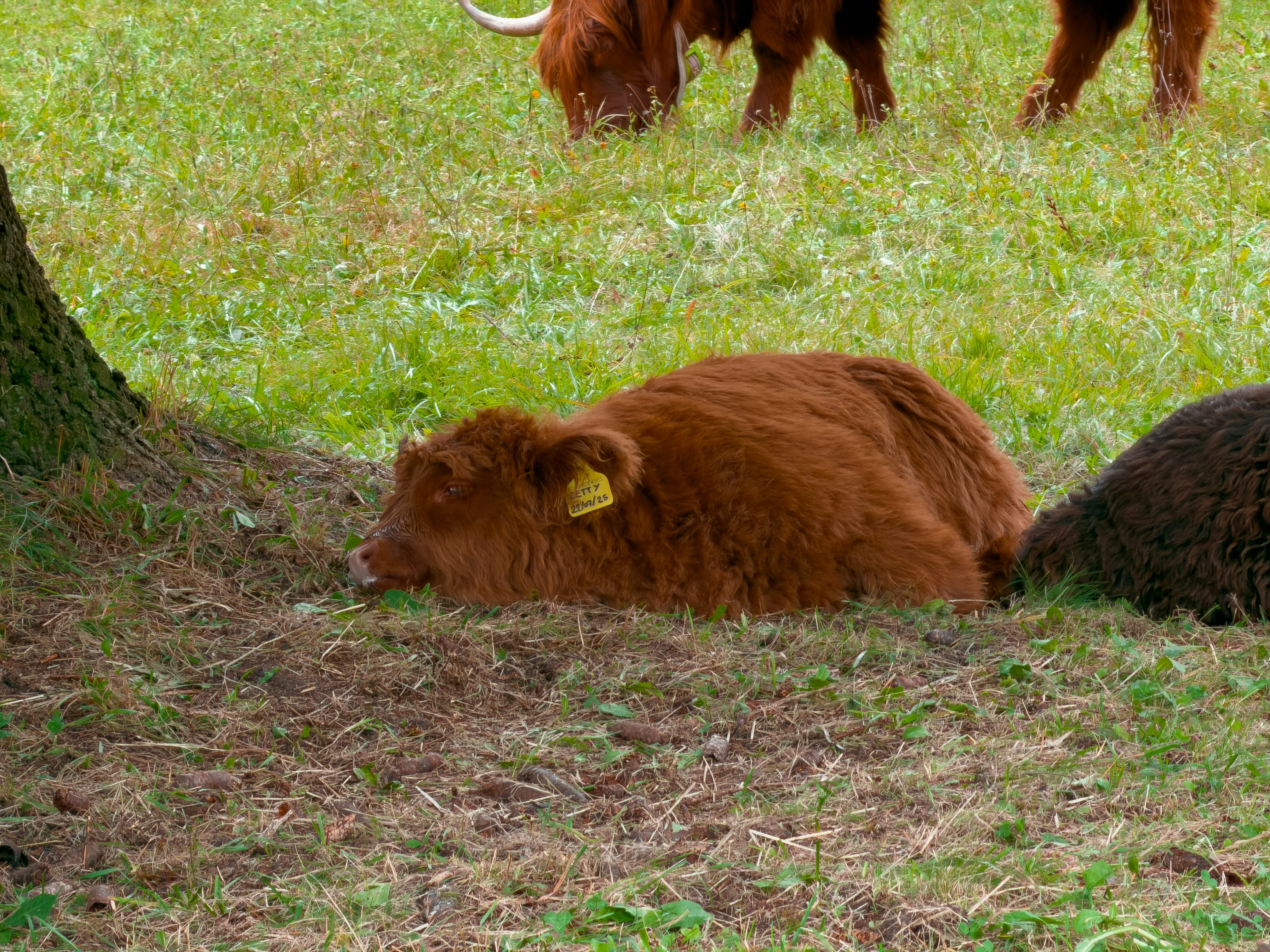 Veau brun duveteux se reposant dans un champ herbeux.