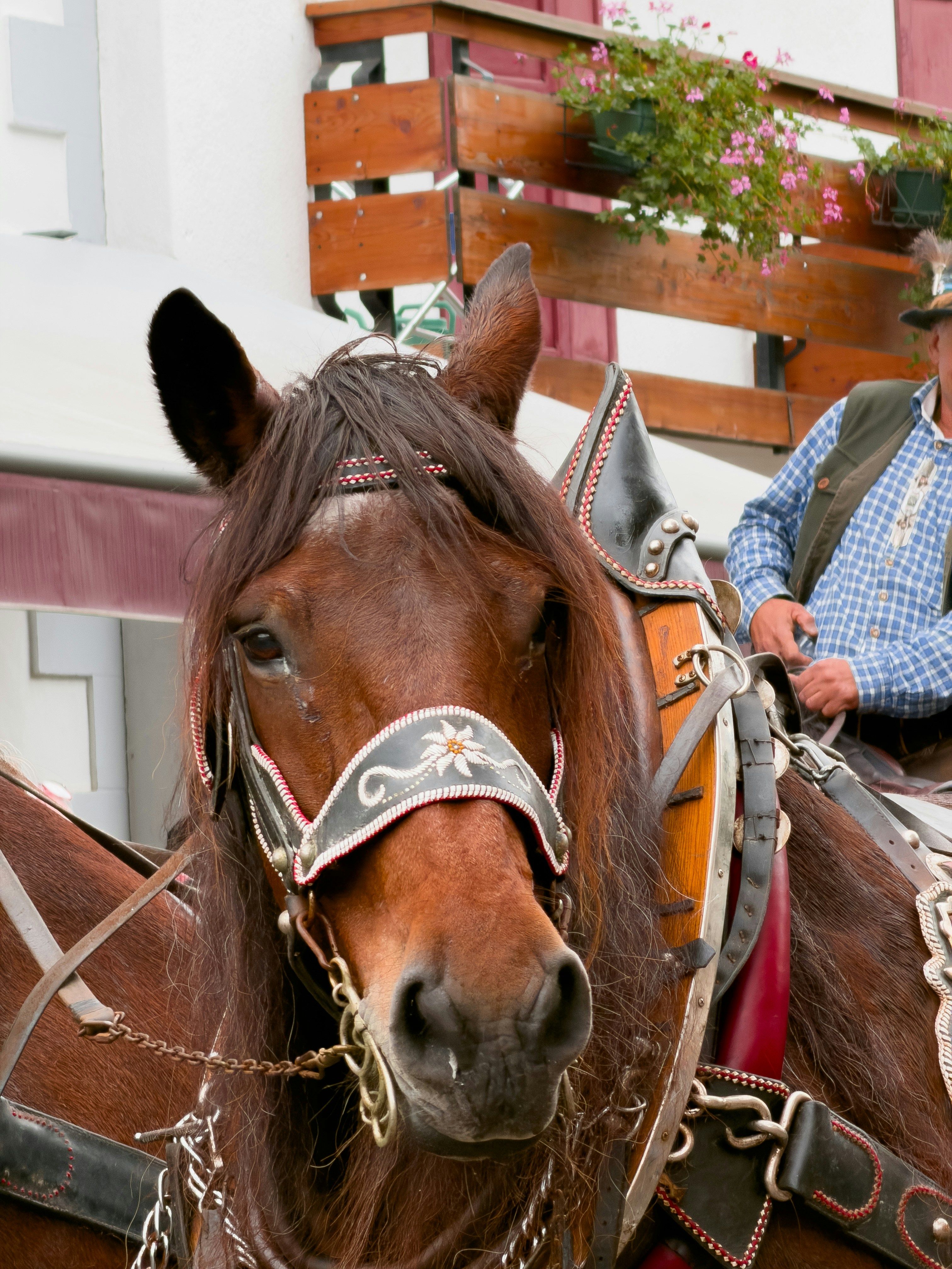 Brown horse wearing a decorative bridle with rider.