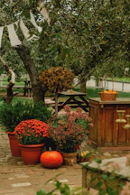 Autumn garden with pumpkins and mums