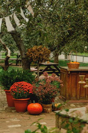 Autumn garden with pumpkins and mums