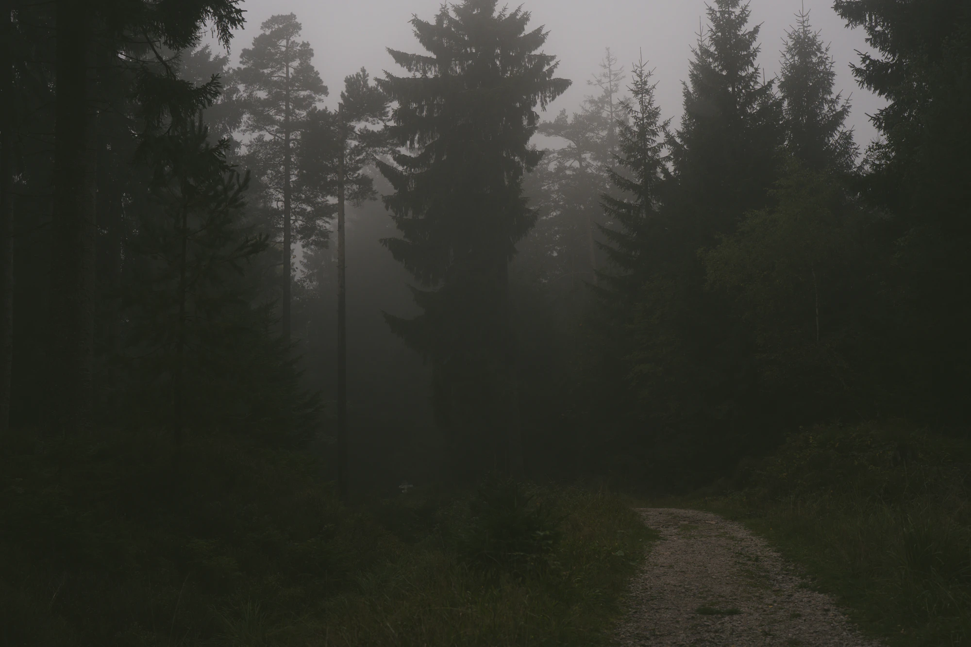 Misty European mountain forest