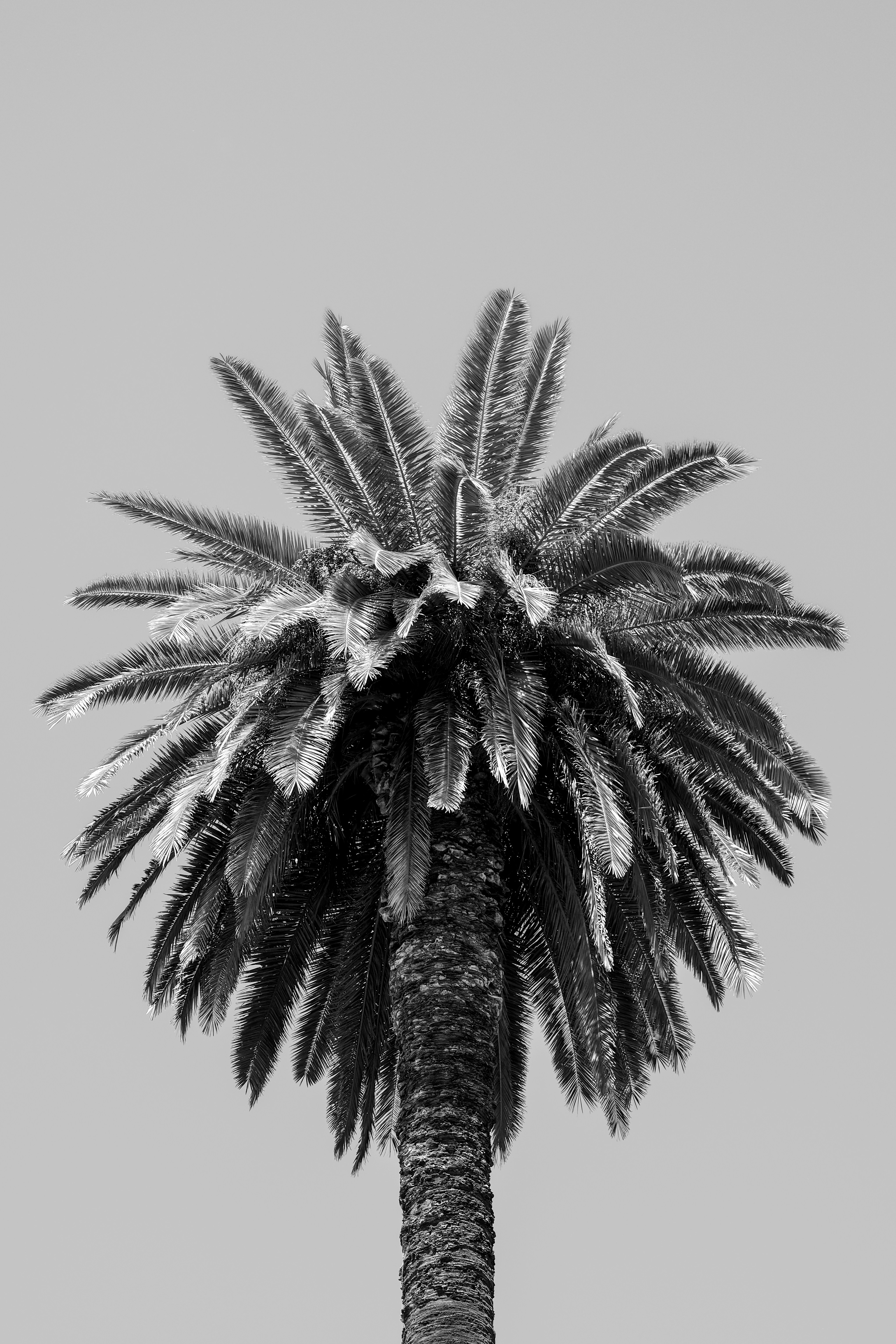 A close-up black and white of a palm tree