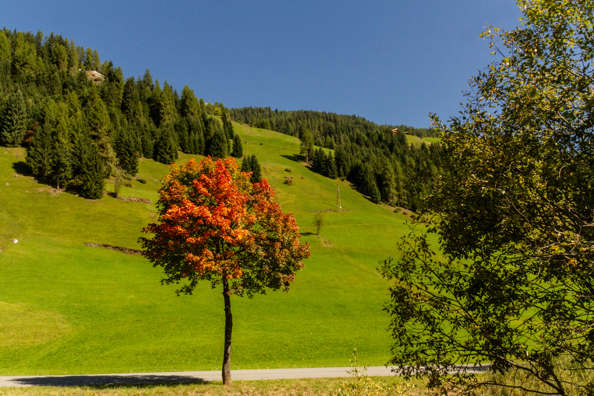 Groene weide met herfstboom — natuur en rust