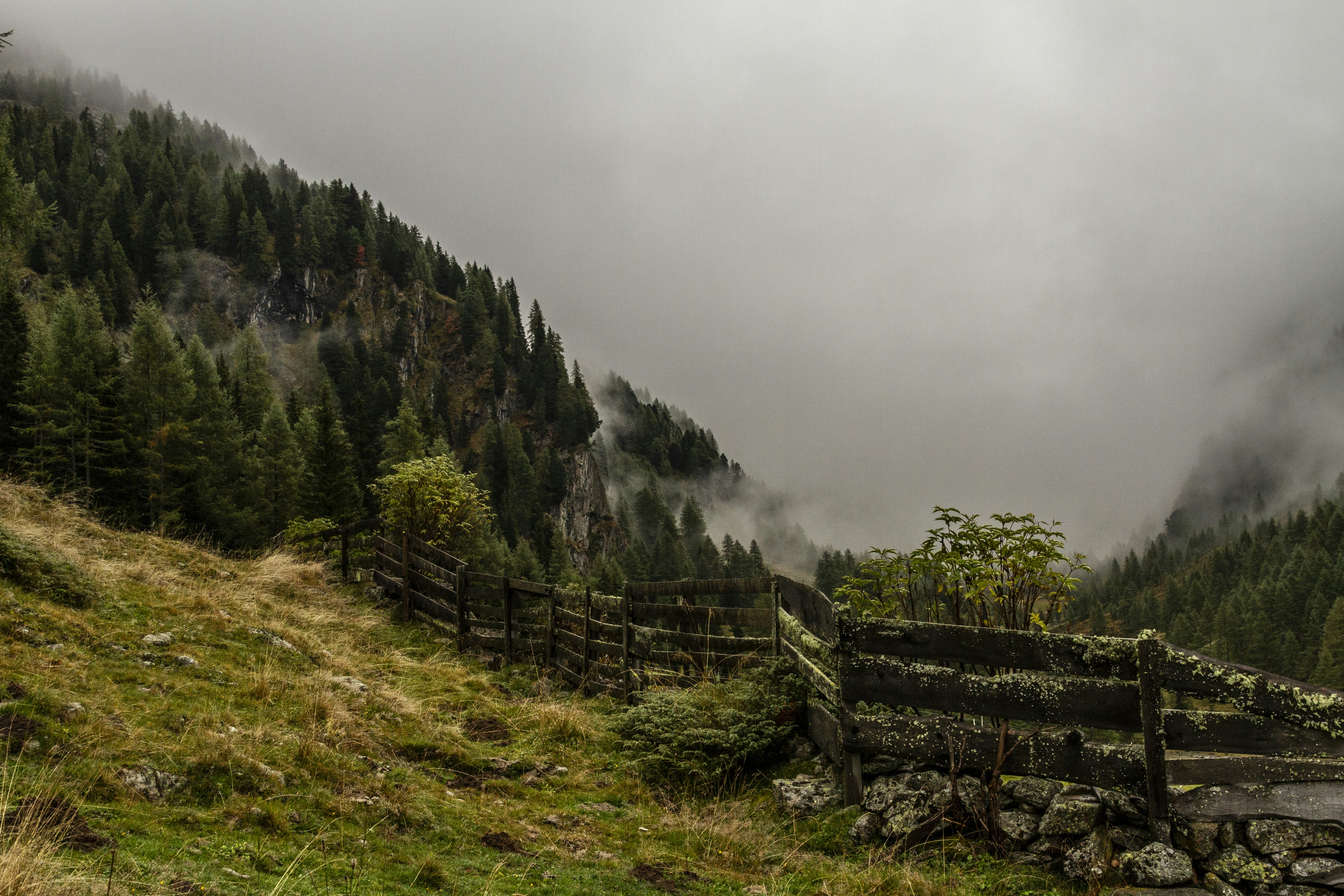 Misty forest landscape with a rustic wooden fence.