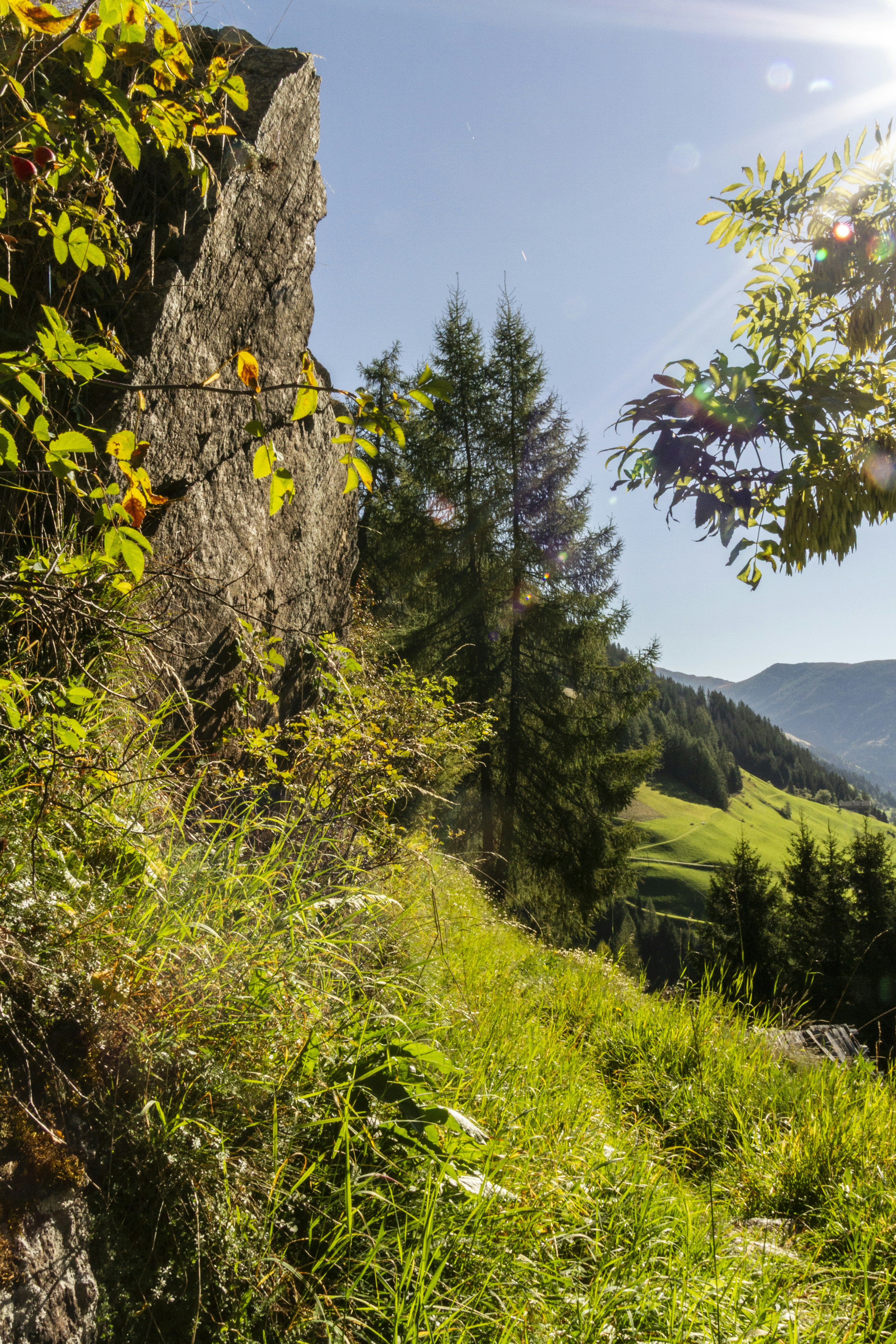 Sunny mountain path with trees and rocks.