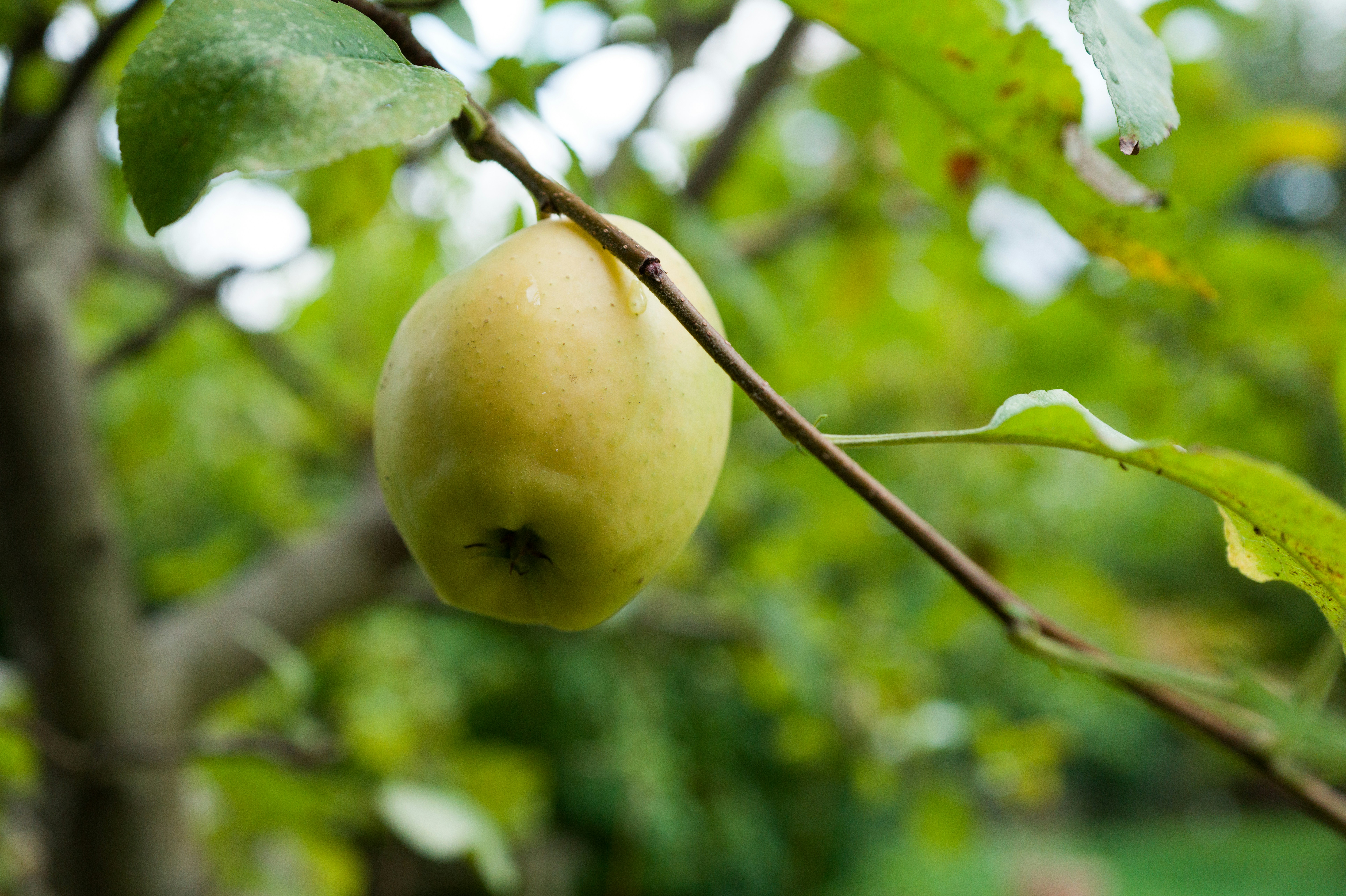 Photo by georgeiermann