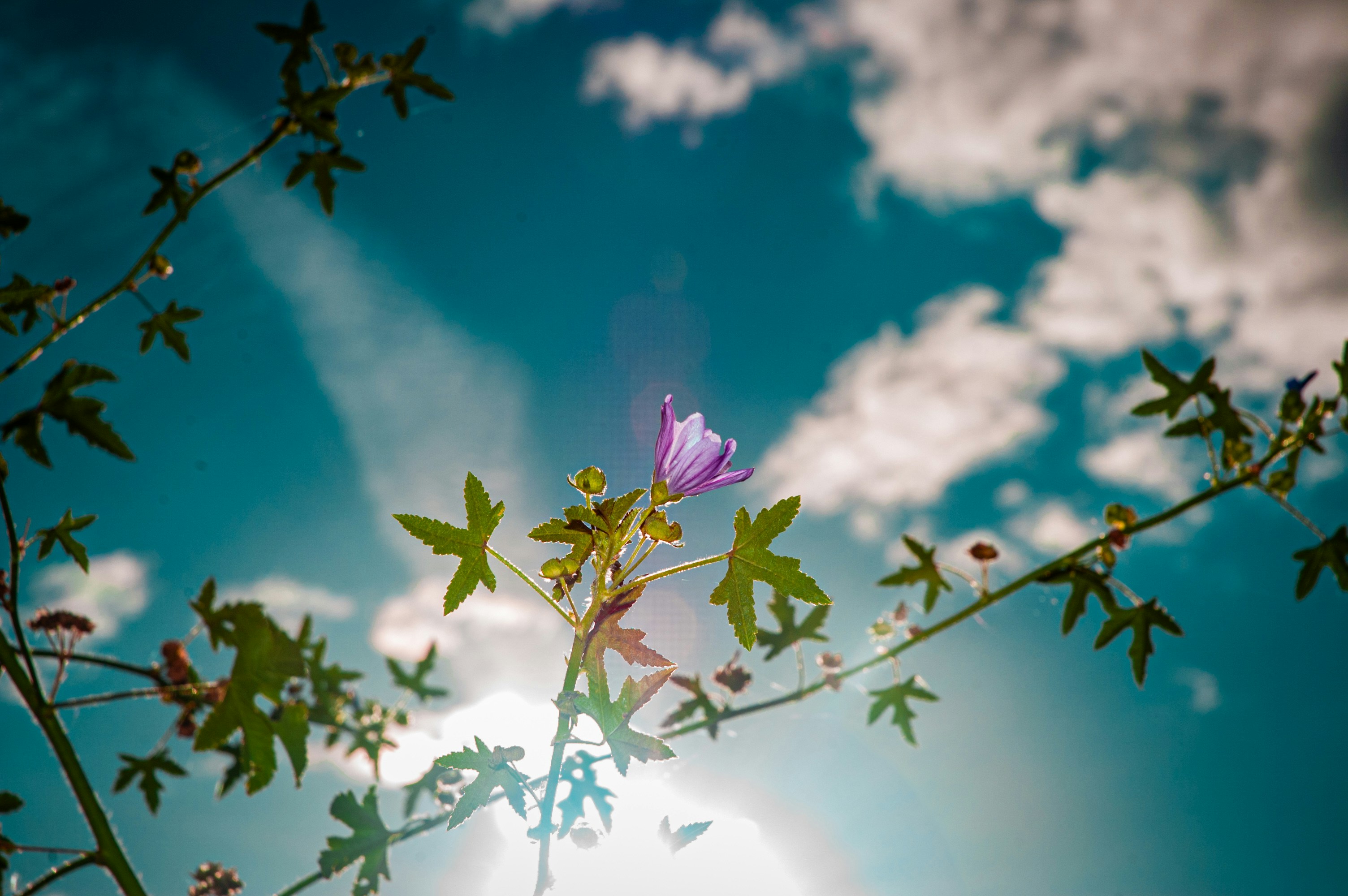 A single purple flower blooms against a bright blue sky.