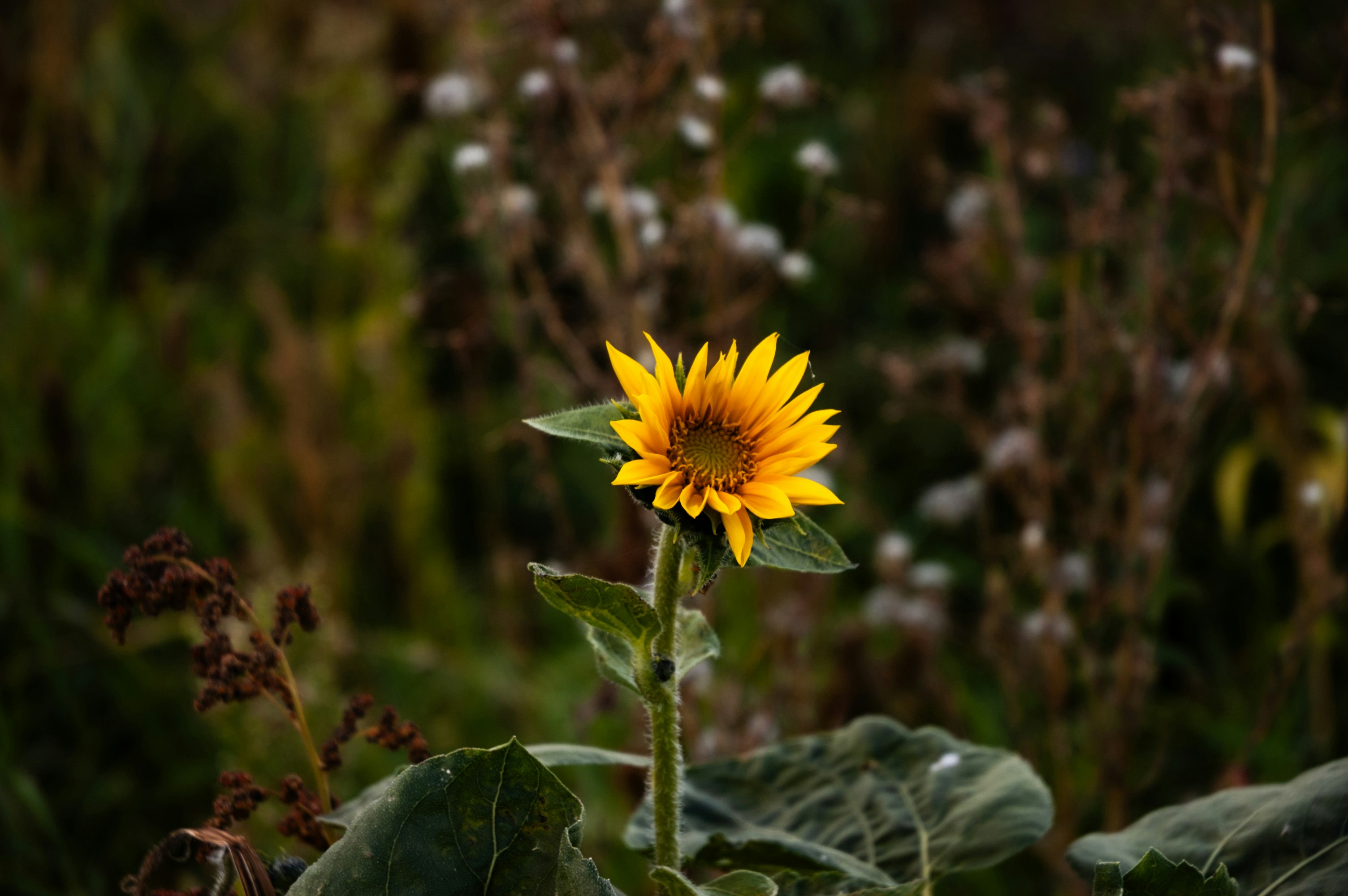 A single sunflower stands tall in a field.