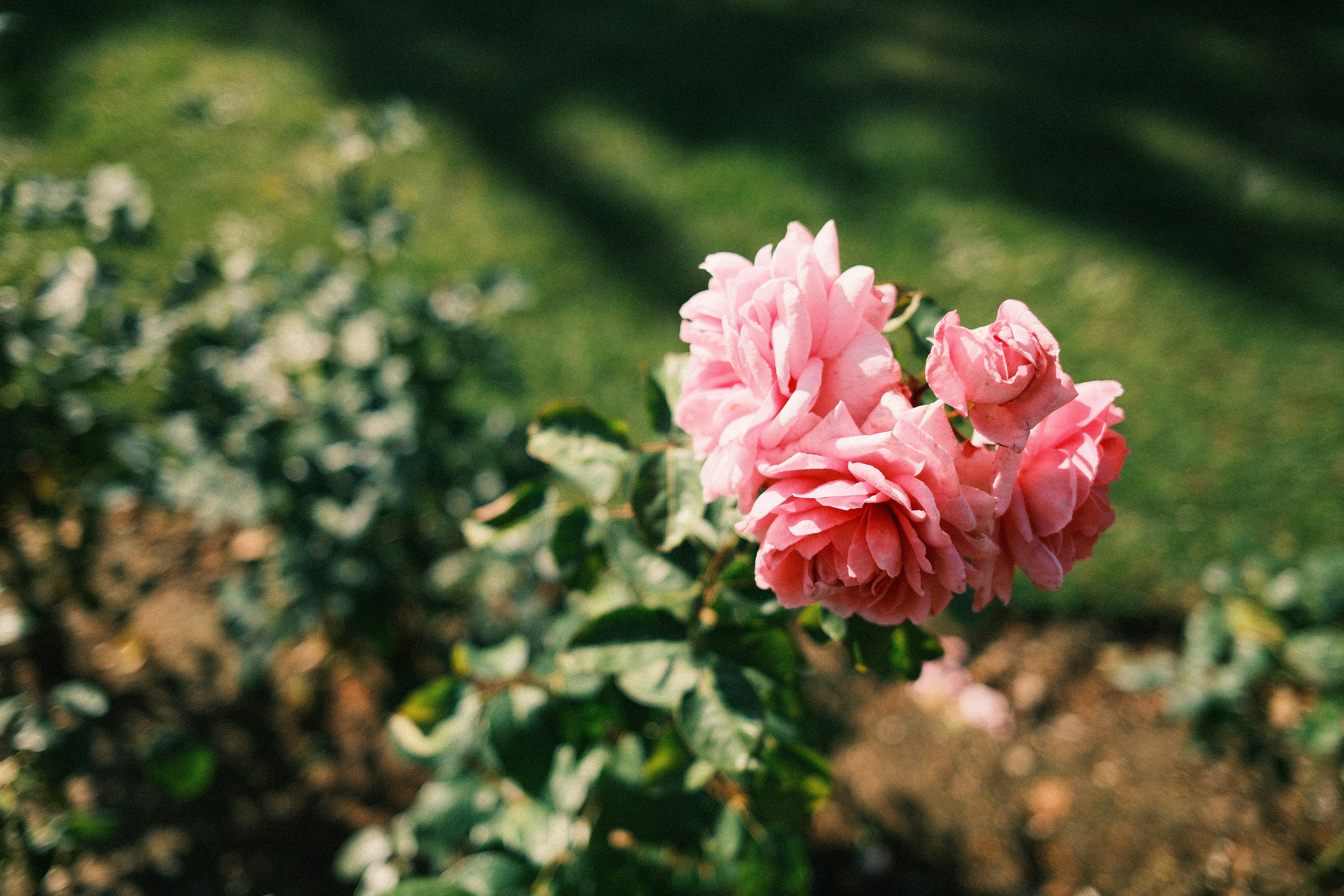 Photo by ayotundeikuesan