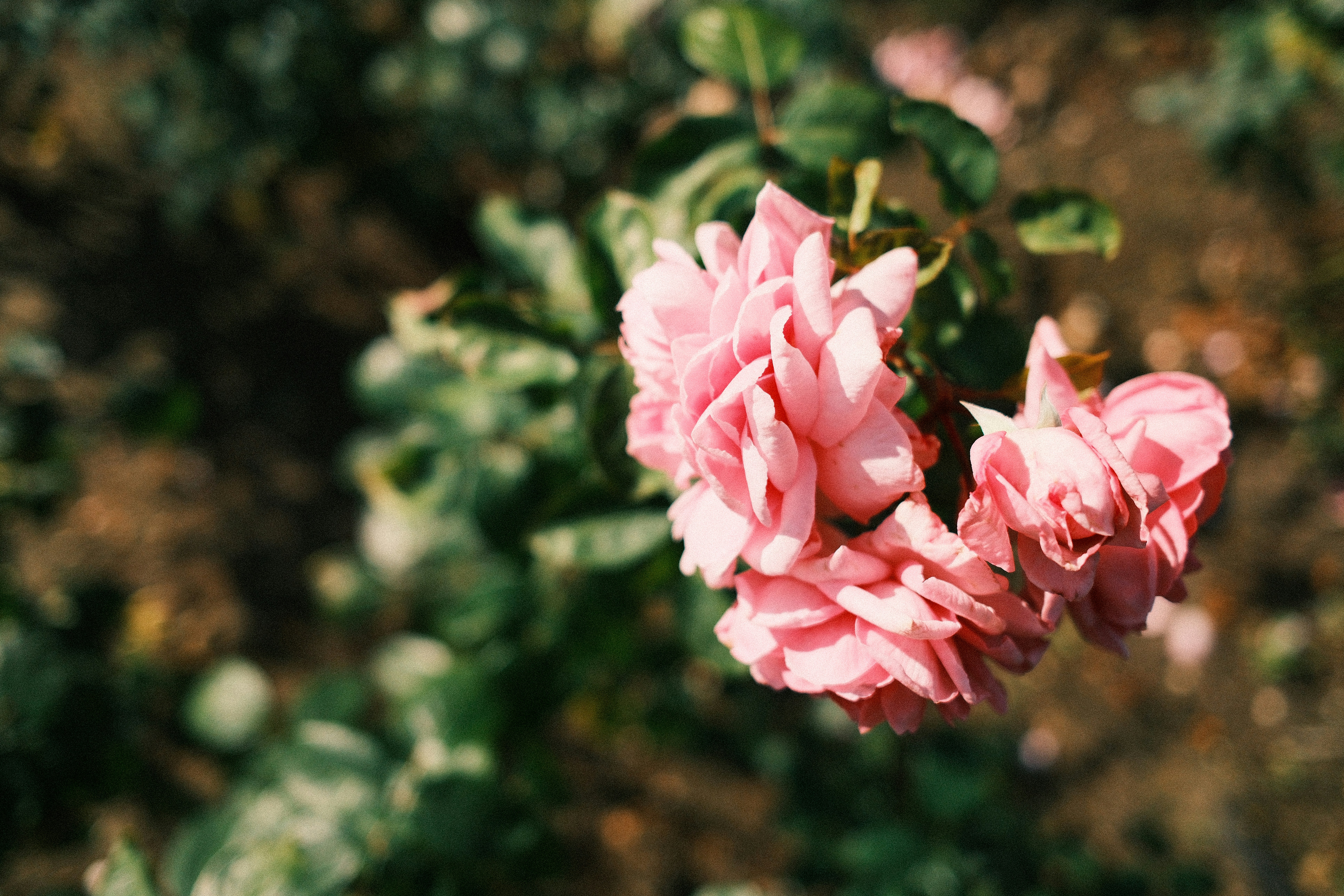 Photo by ayotundeikuesan