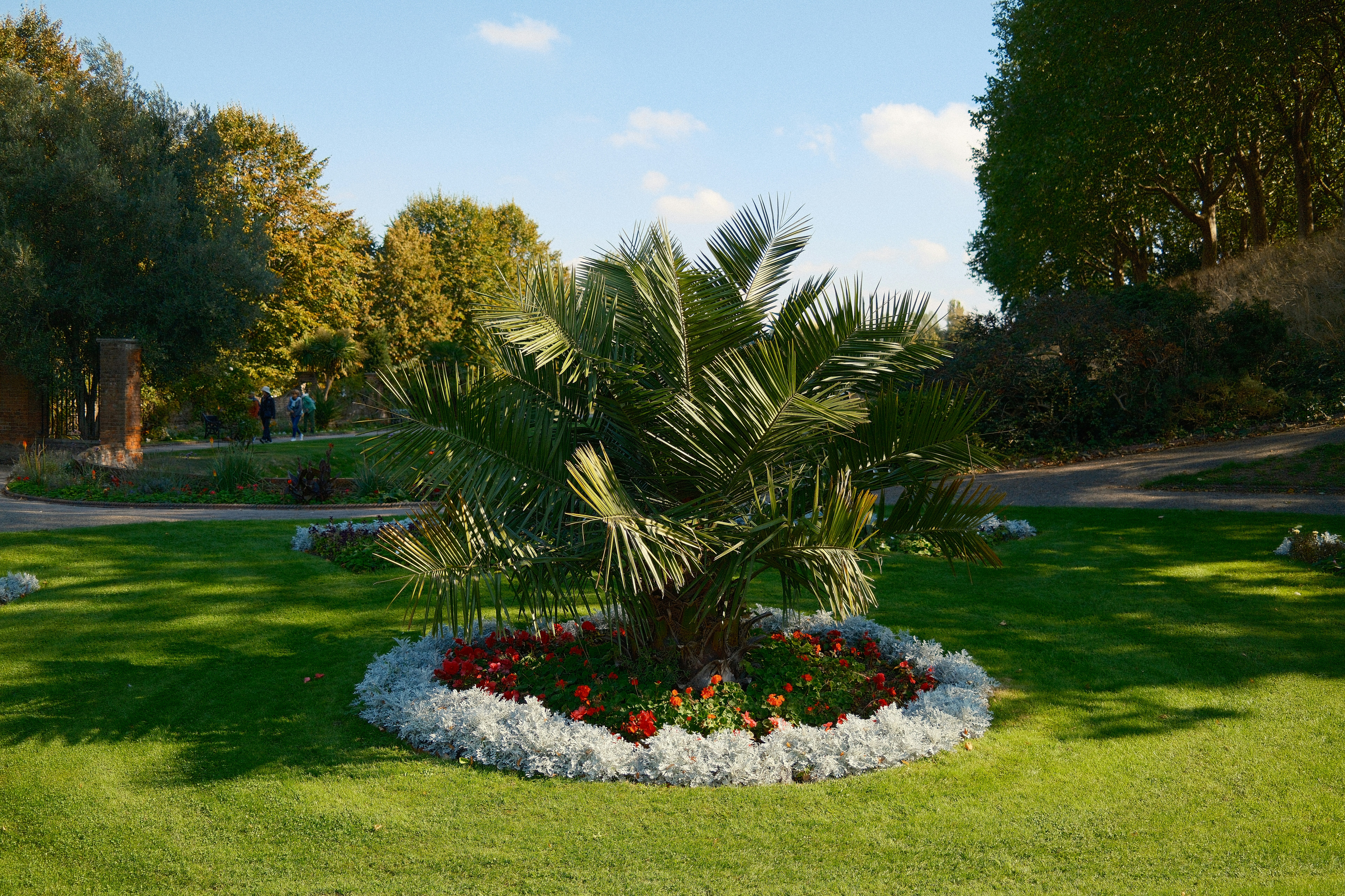 A palm tree in a garden with flowers photo – Free Garden Image on Unsplash