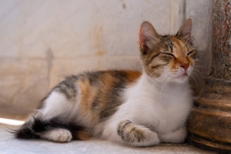 A calico cat rests with eyes closed near a column.
