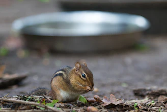 A chipmunk sits on the ground eating seeds