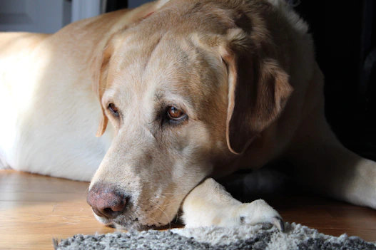 A golden labrador dog rests its head on a rug.