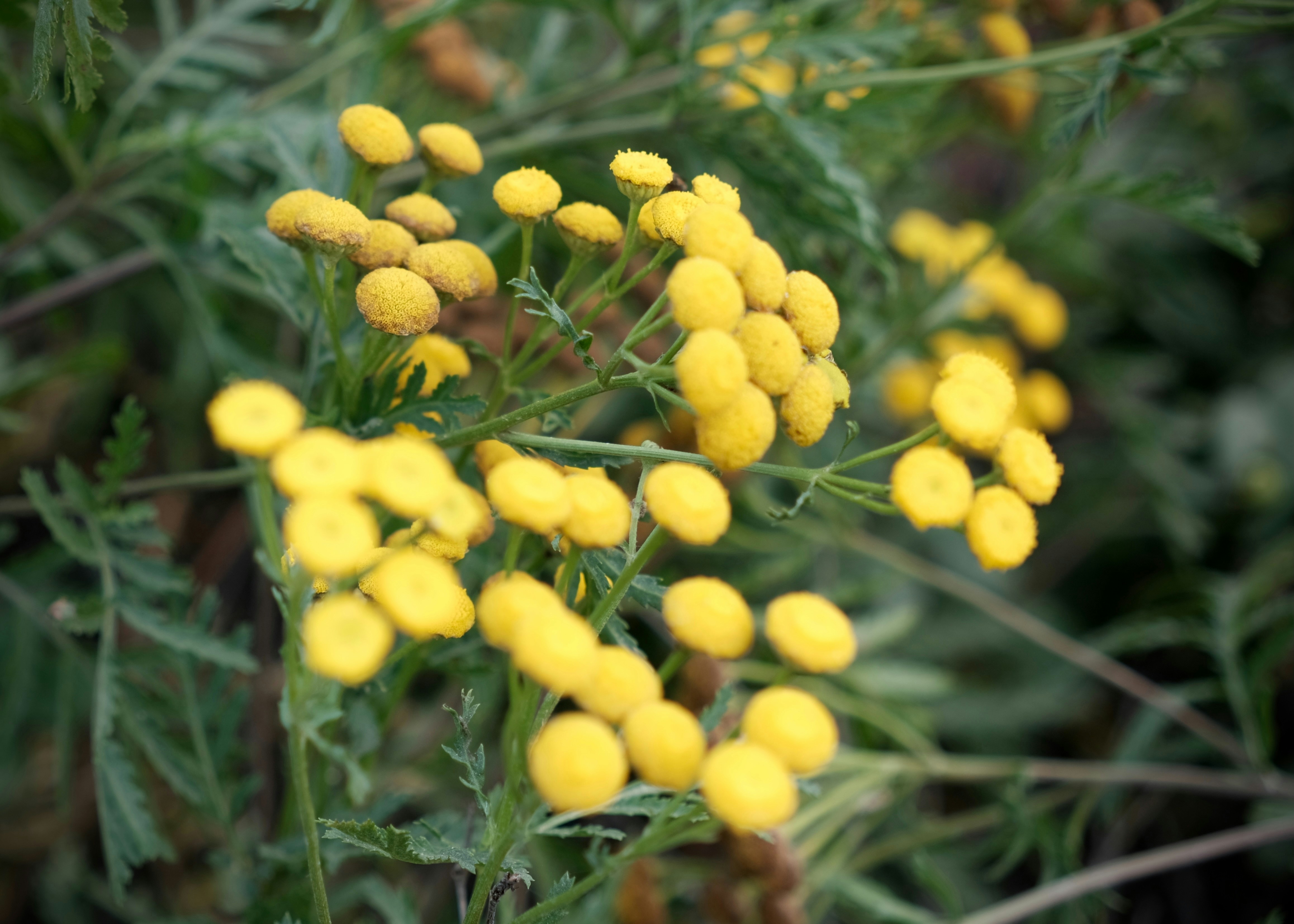 herbal medicine wallpaper, wallpaper, 7 Manfaat Ginseng untuk Wanita agar Tetap Sehat 6