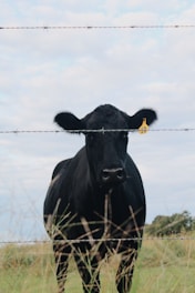 A black cow stands behind a barbed wire fence.