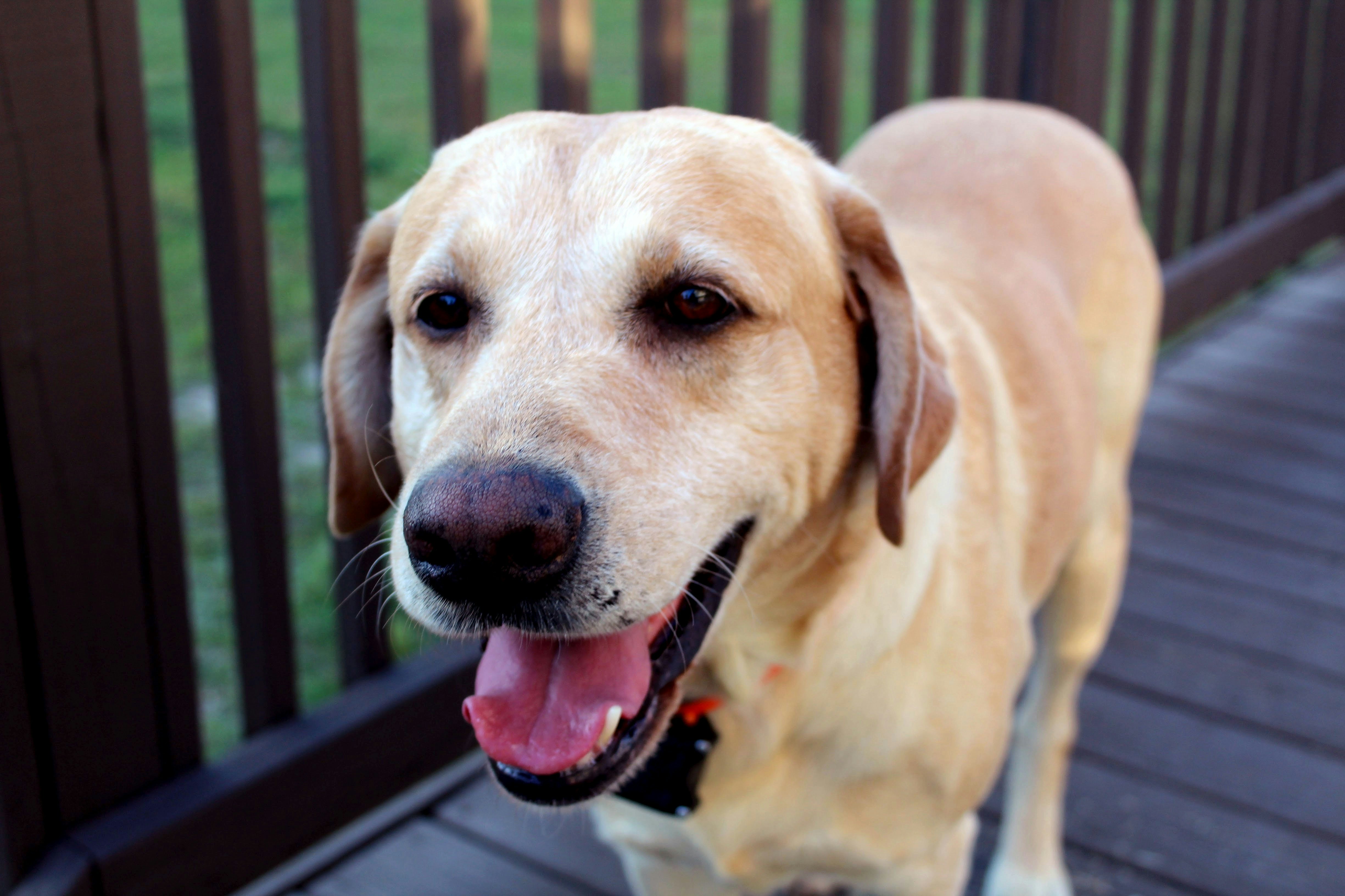 Happy pet owner with lab