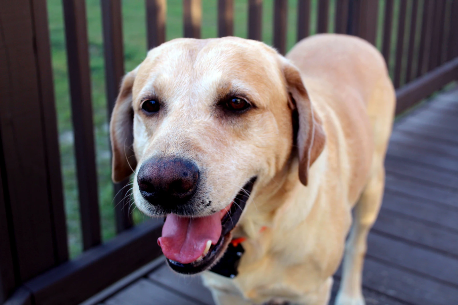 A yellow lab on a wooden deck, the kind of yard we work around