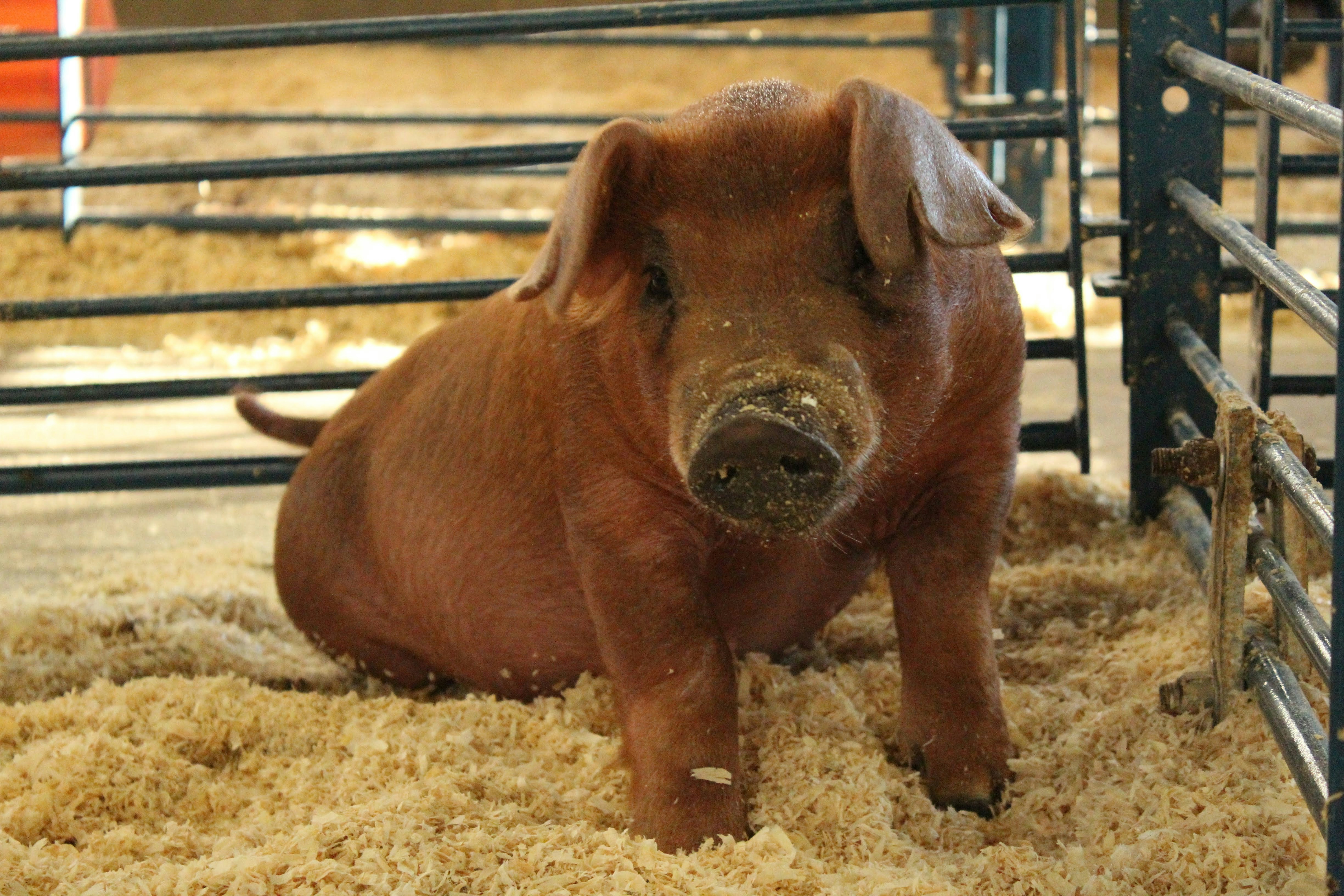 Um porco marrom senta-se em um curral com aparas de madeira.
