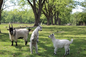 Three goats stand in a grassy field with trees.
