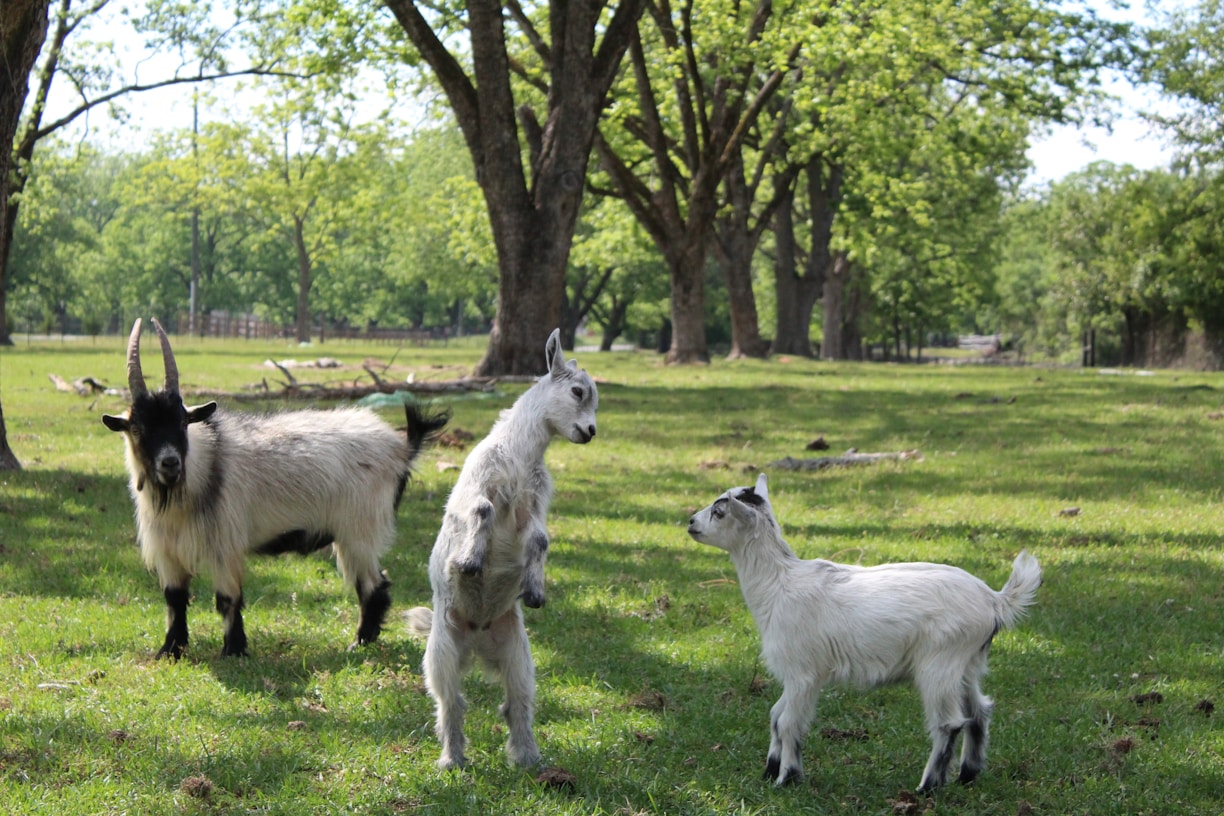 Three goats stand in a grassy field with trees.