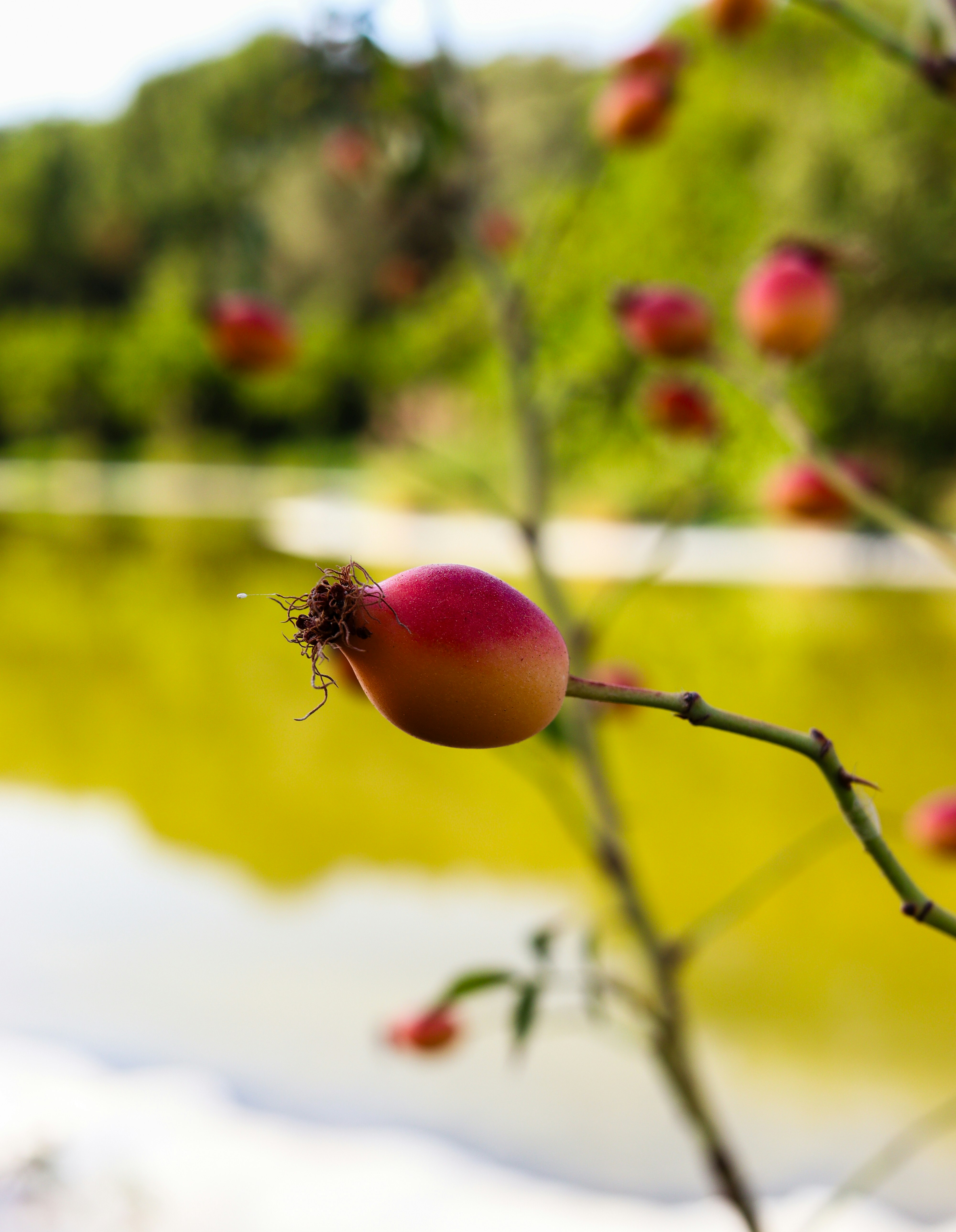 Rosehip on a branch with blurred lake background