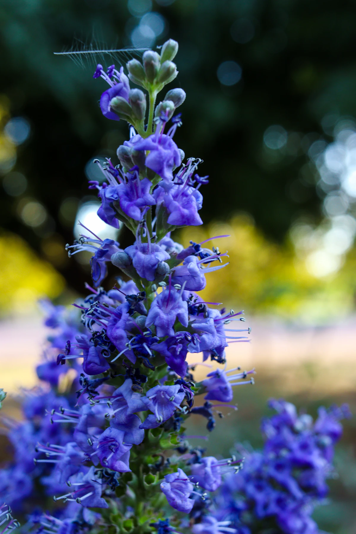 Close-up of a tall spike of purple salvia flowers