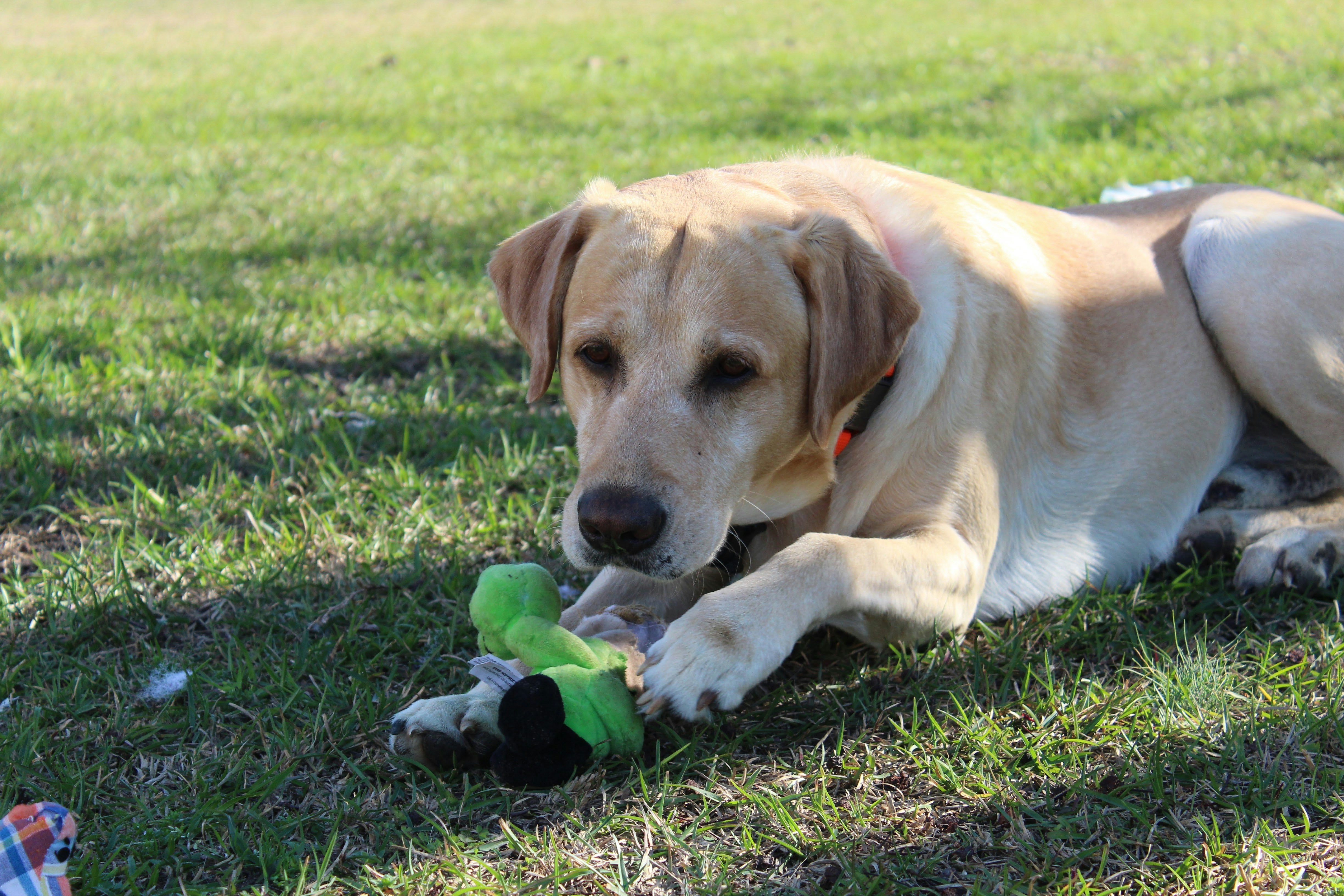 A yellow lab dog plays with a toy on grass.