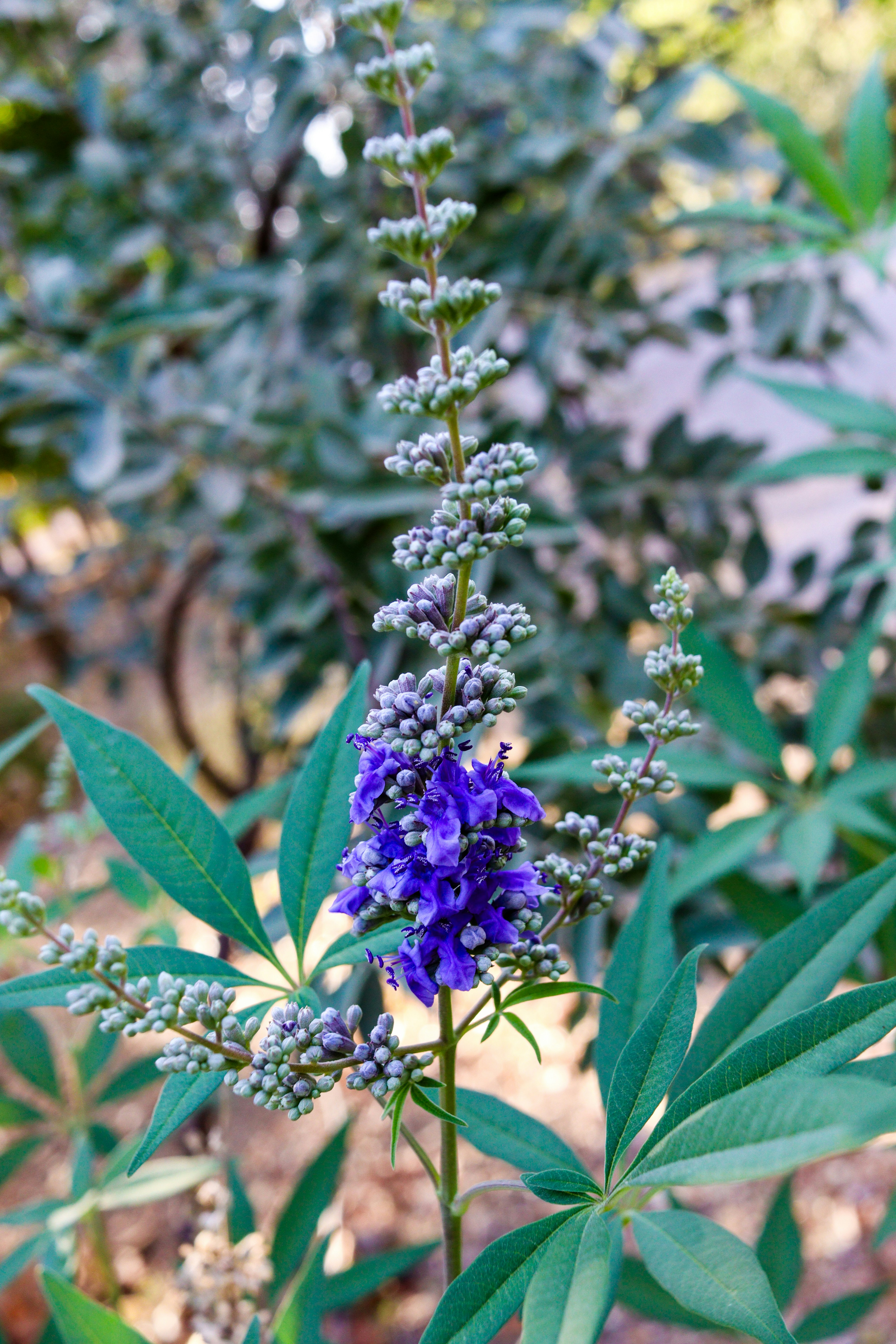 Ein hoher Stiel aus violetten Blten mit grnen Blttern. Foto   Kostenloses Bild zum Thema Blume auf Unsplash