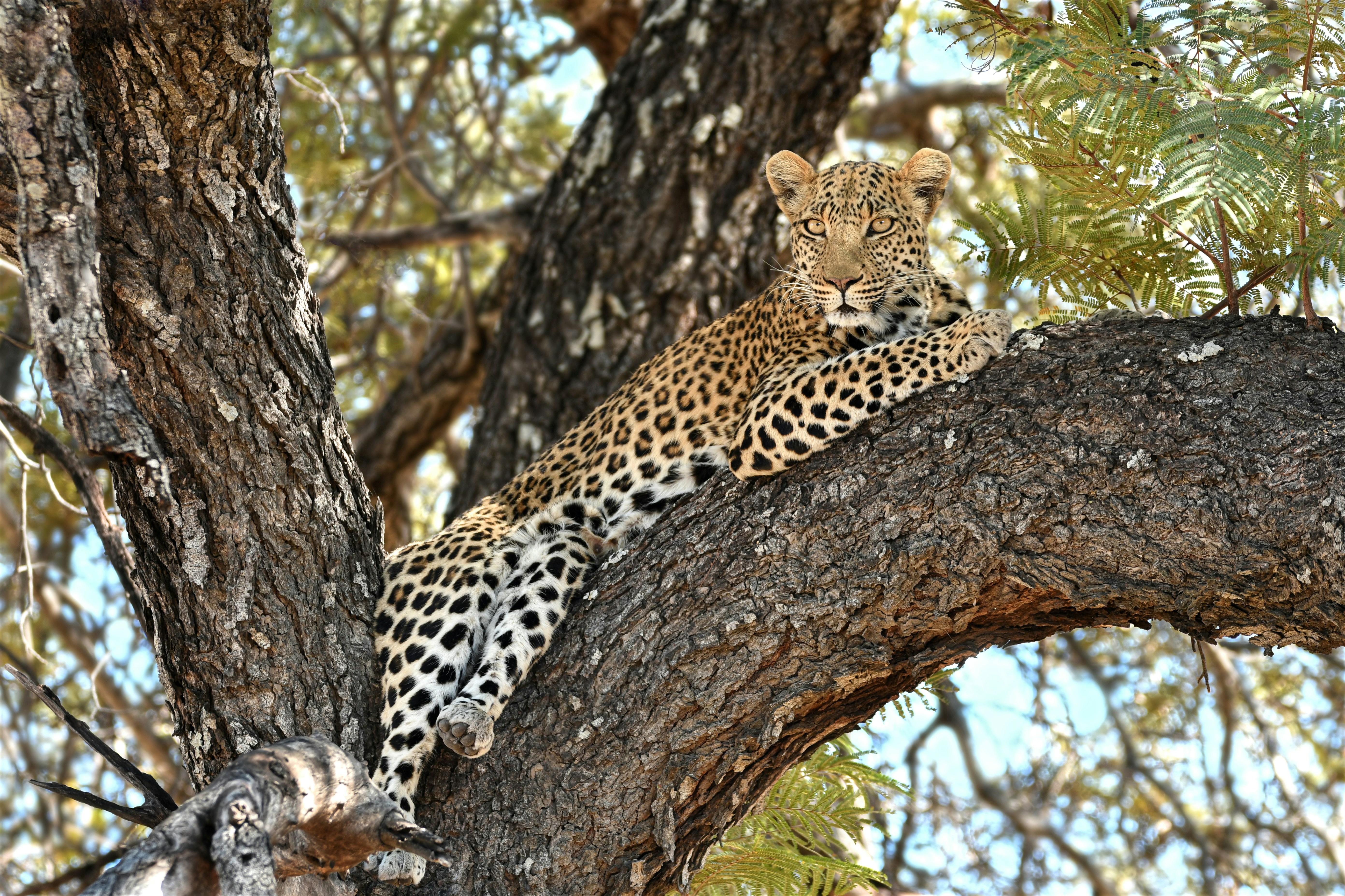 Leopard resting on a tree branch