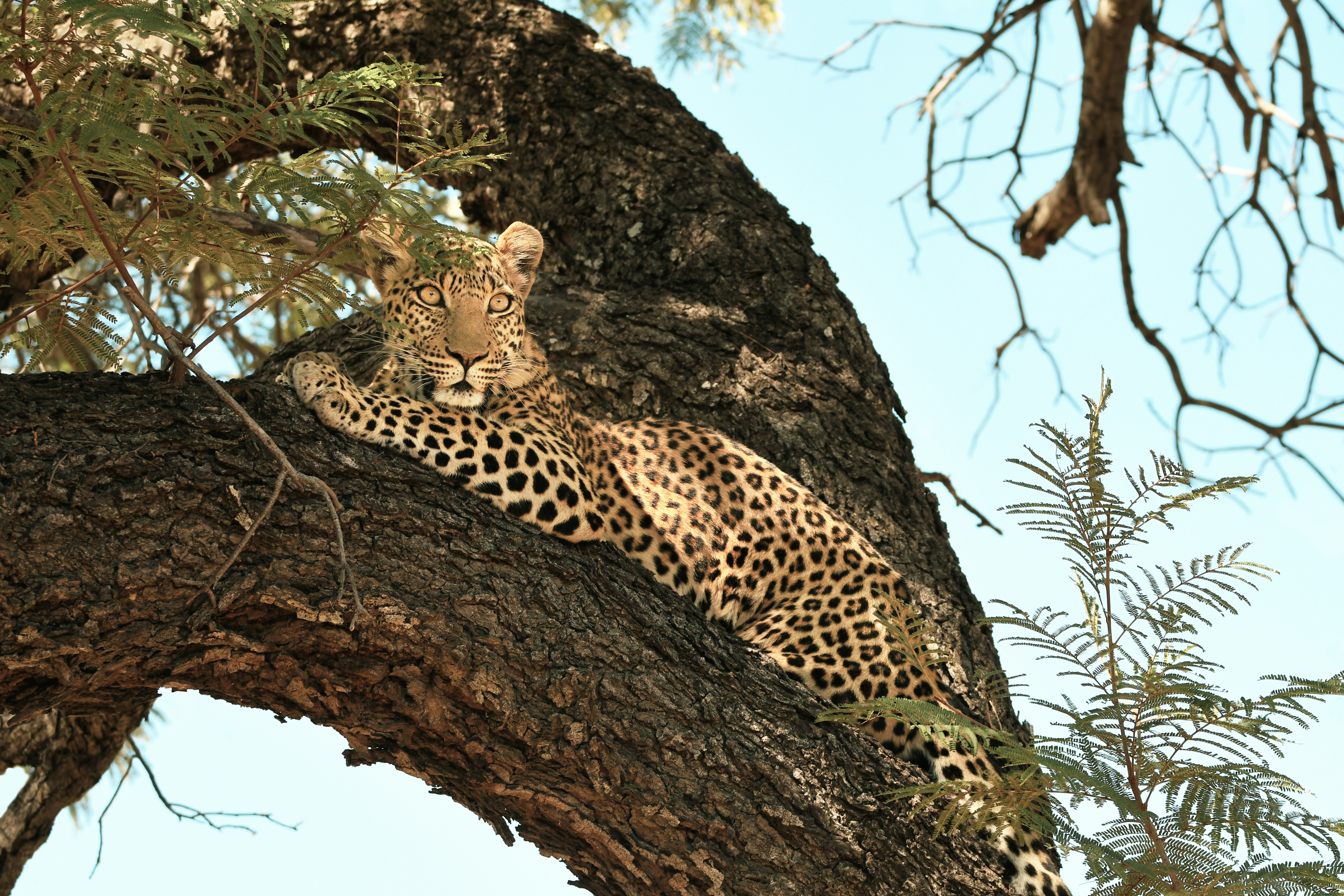 Leopard resting on a large tree branch
