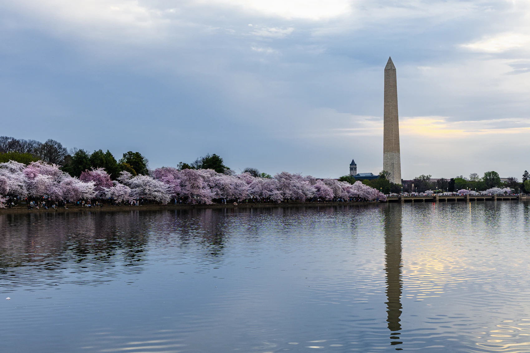 The Washington Monument reflected in the Tidal Basin beneath spring cherry blossom