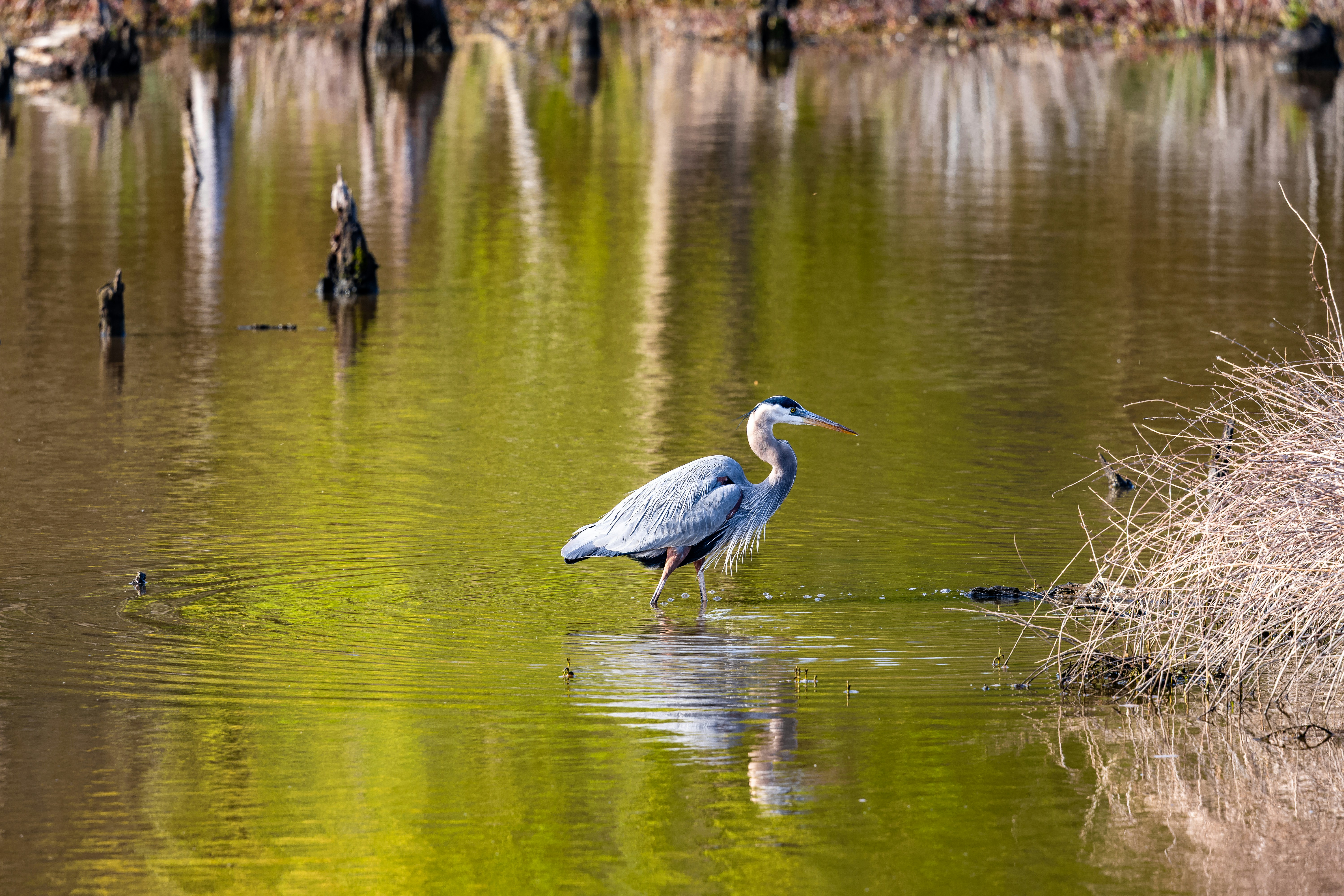 Photo by jasongooljar24