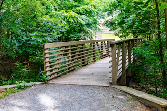 Walking with Jesus to a wooden bridge crossing a path in a lush forest.