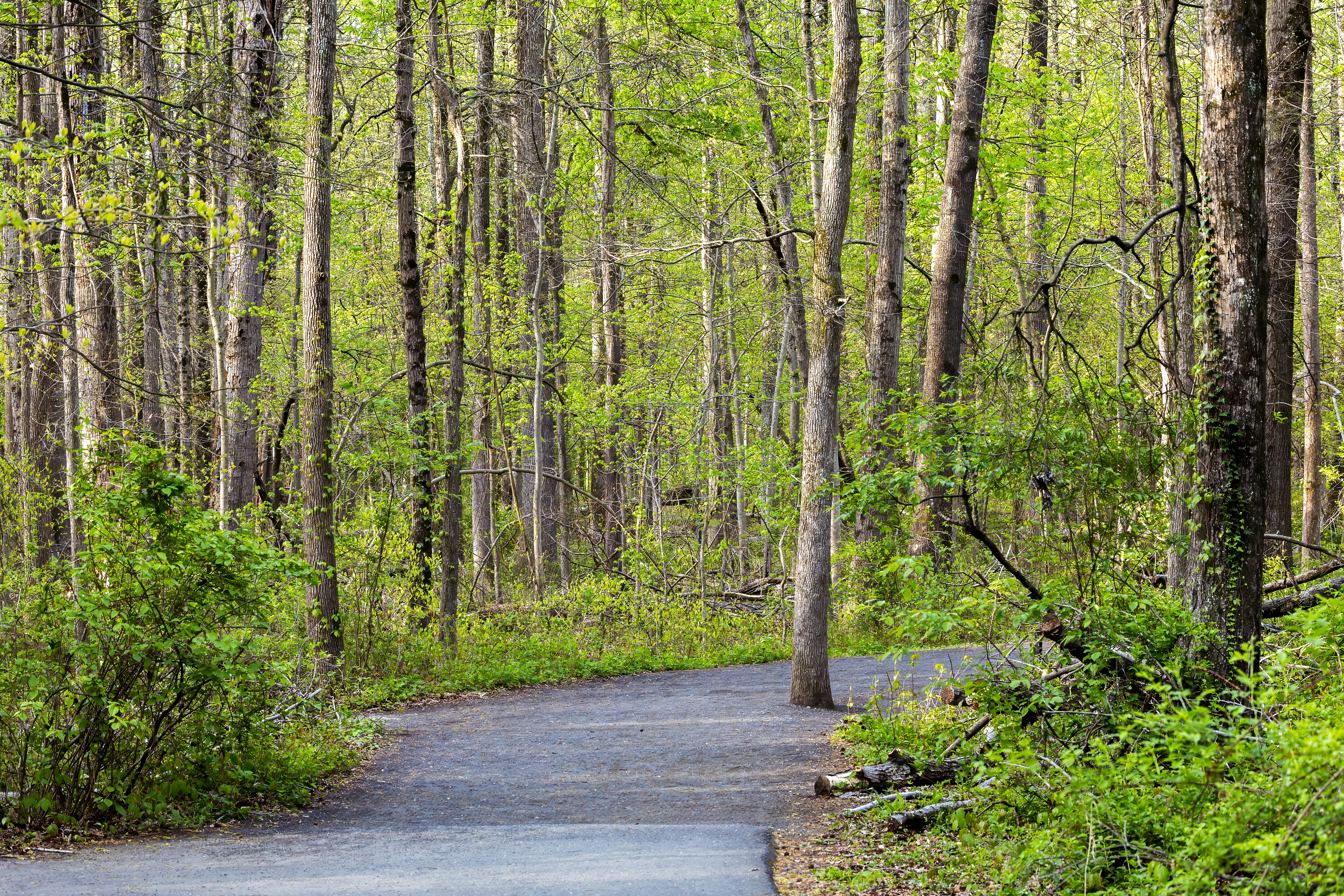 Ein asphaltierter Weg schlängelt sich durch einen saftig grünen Wald.