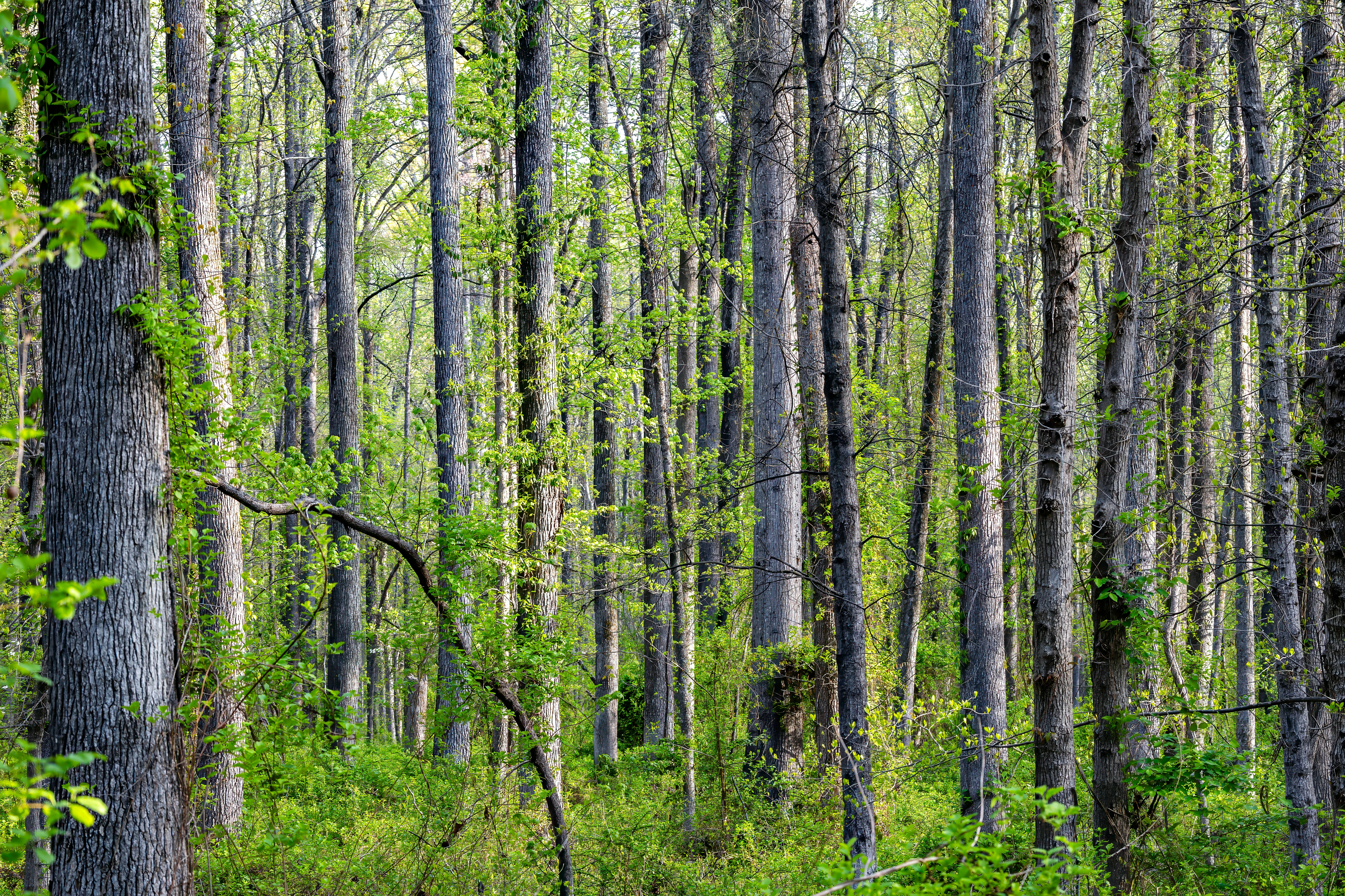 Photo by jasongooljar24