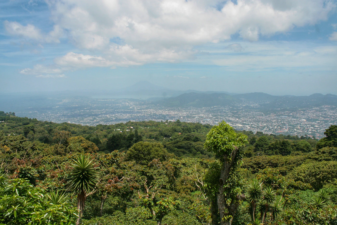 Green coffee plantation landscape in El Salvador