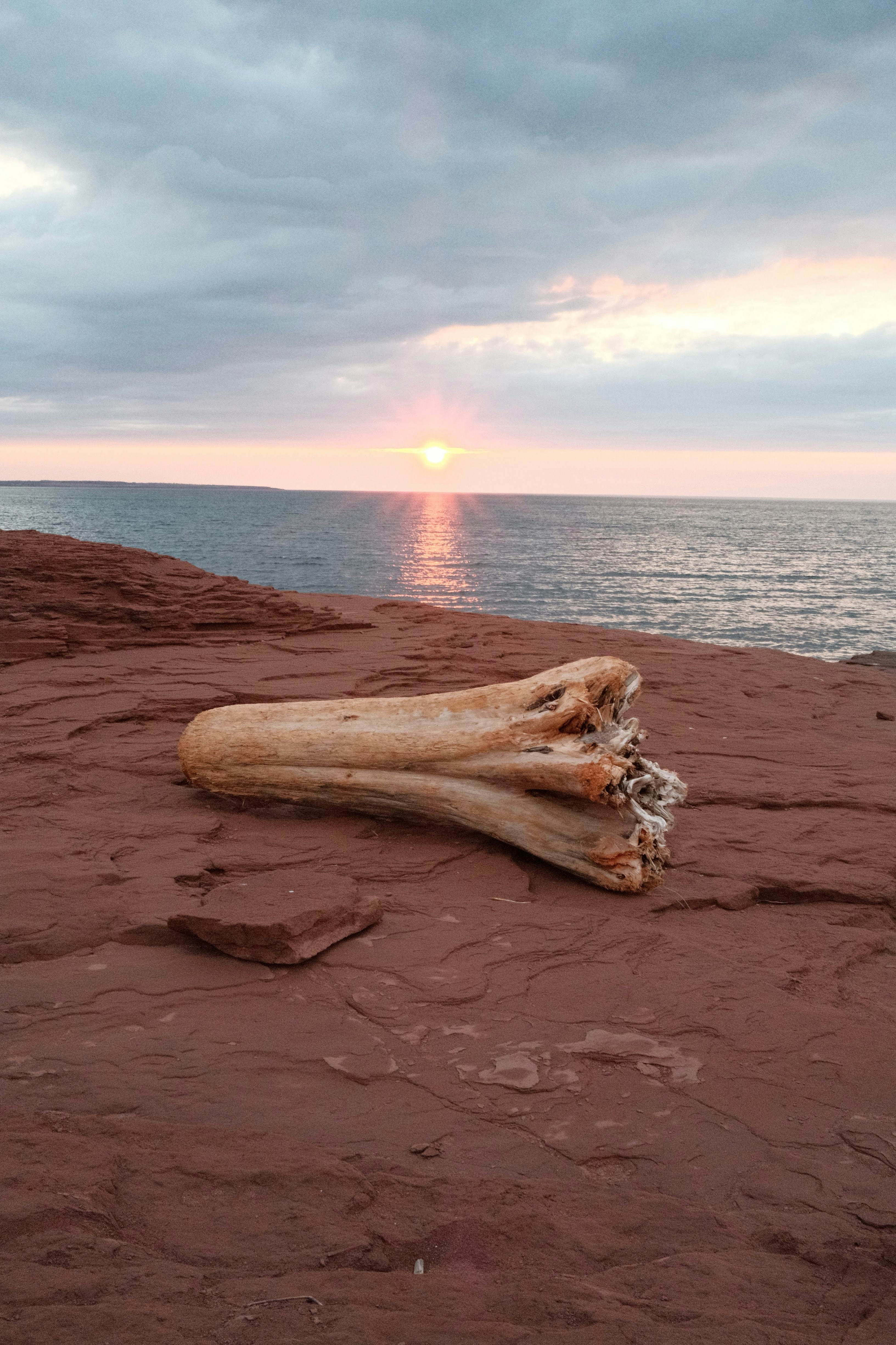 Driftwood on a rocky shore at sunset