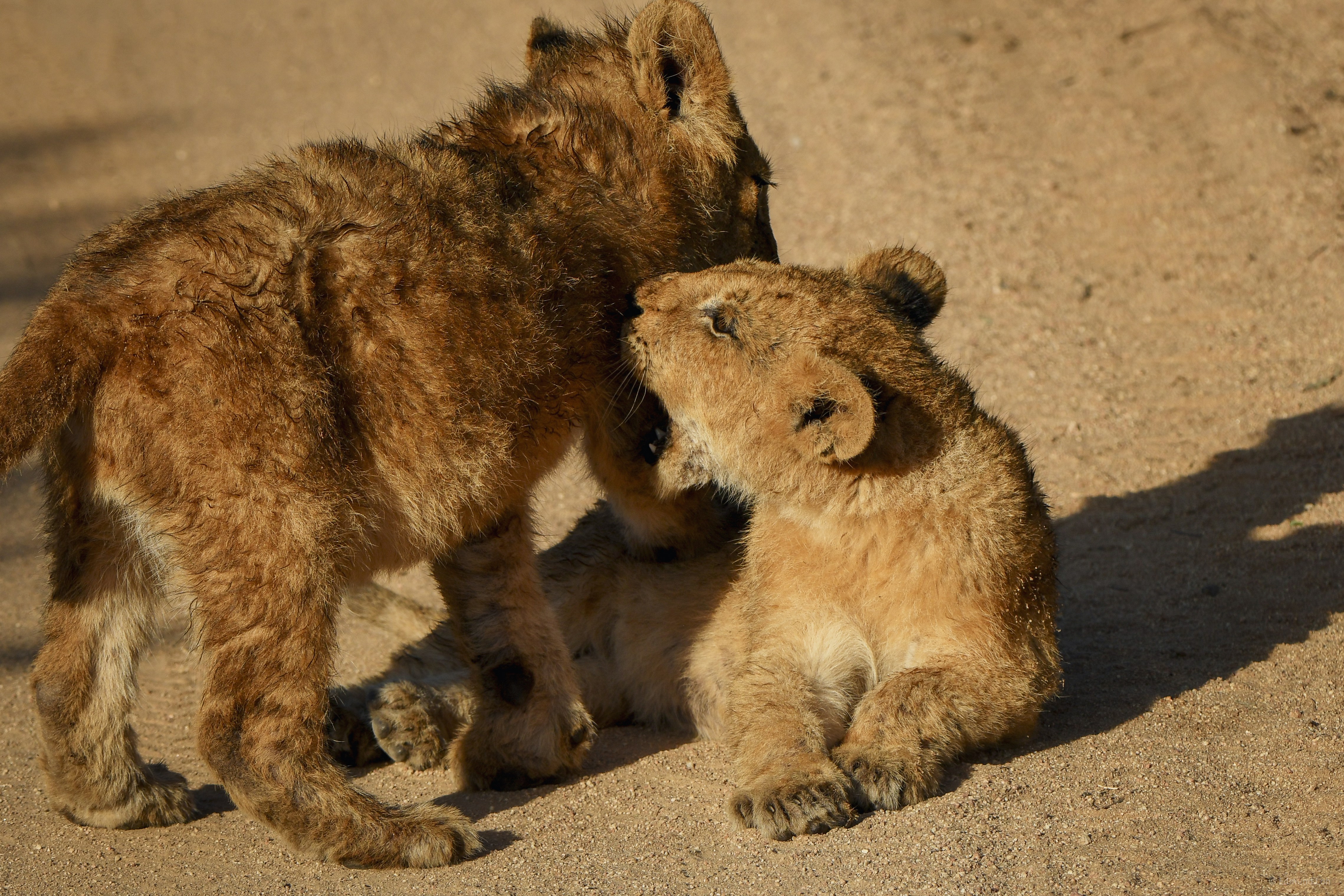 Three lion cubs playing on sandy ground.
