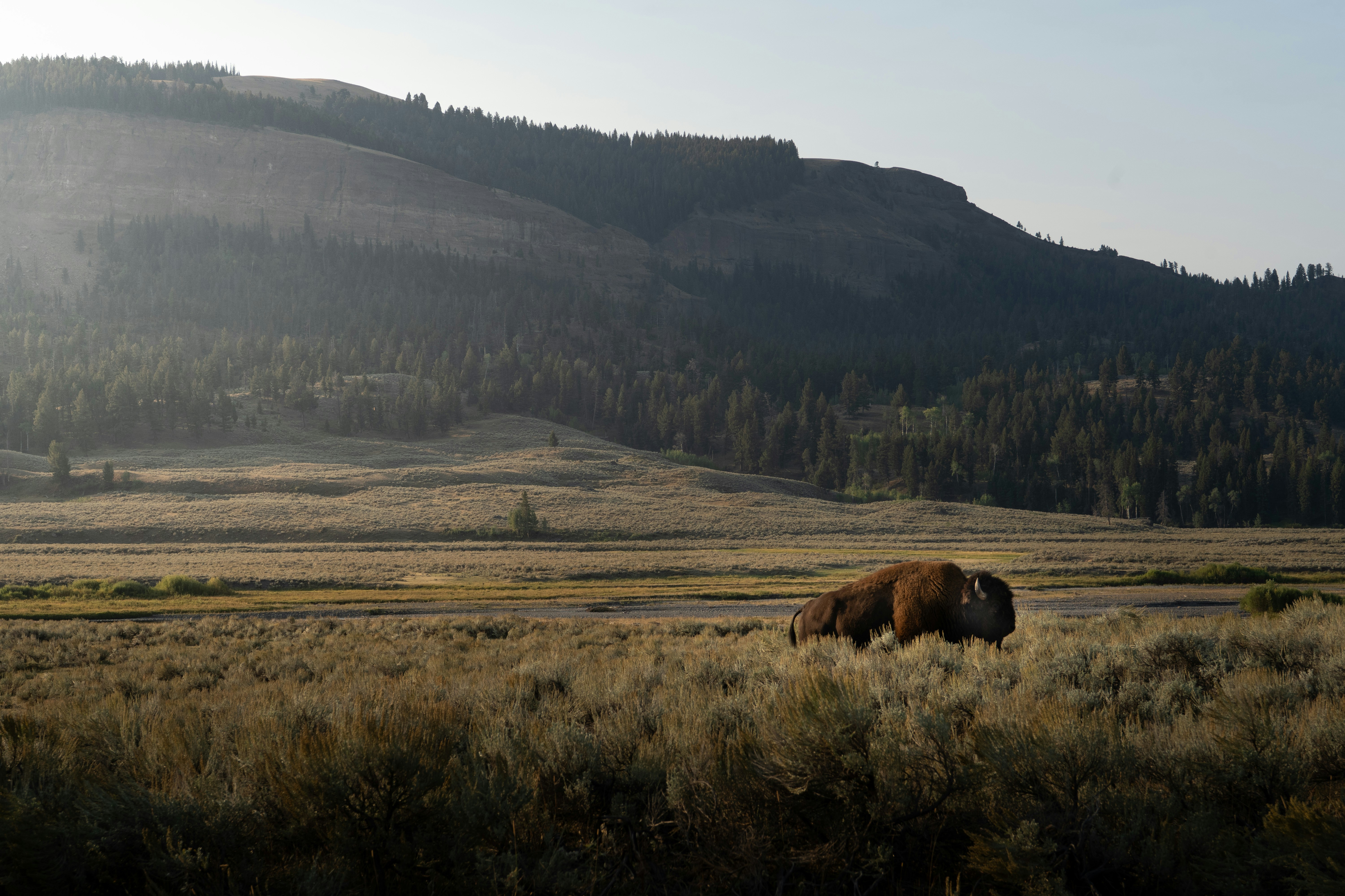 Photo by purpleice4496