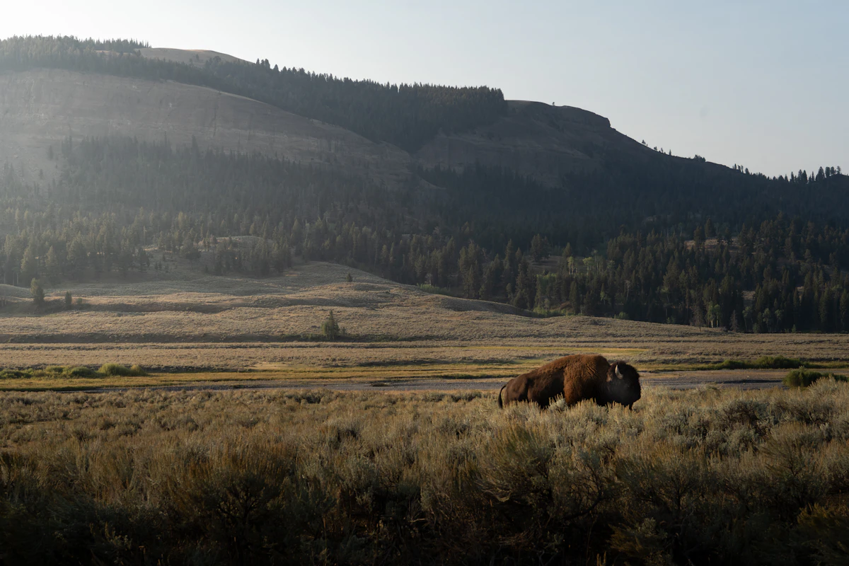 A lone bison grazes in a grassy field with mountains