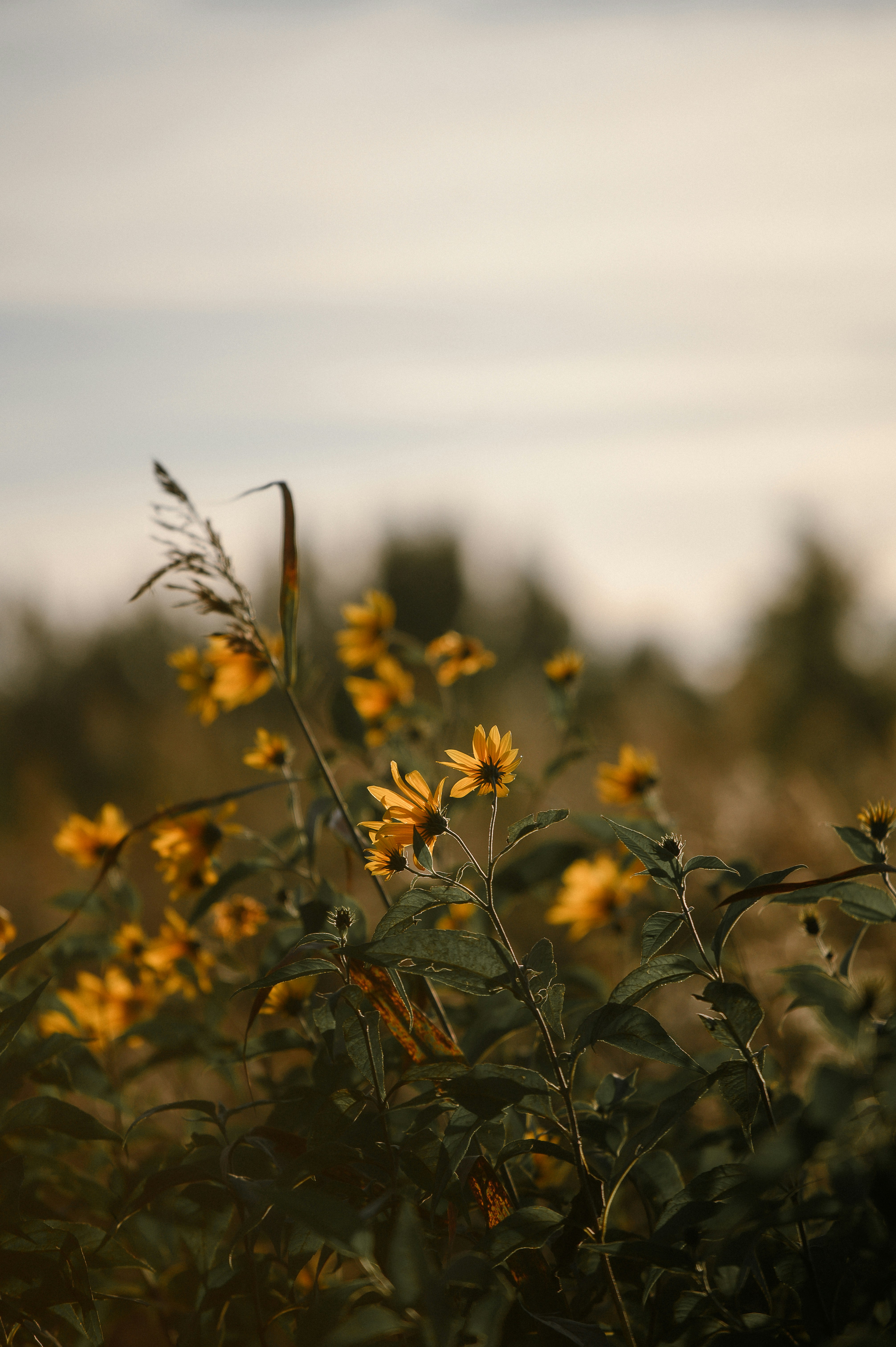 Yellow wildflowers bloom in a field at sunset.
