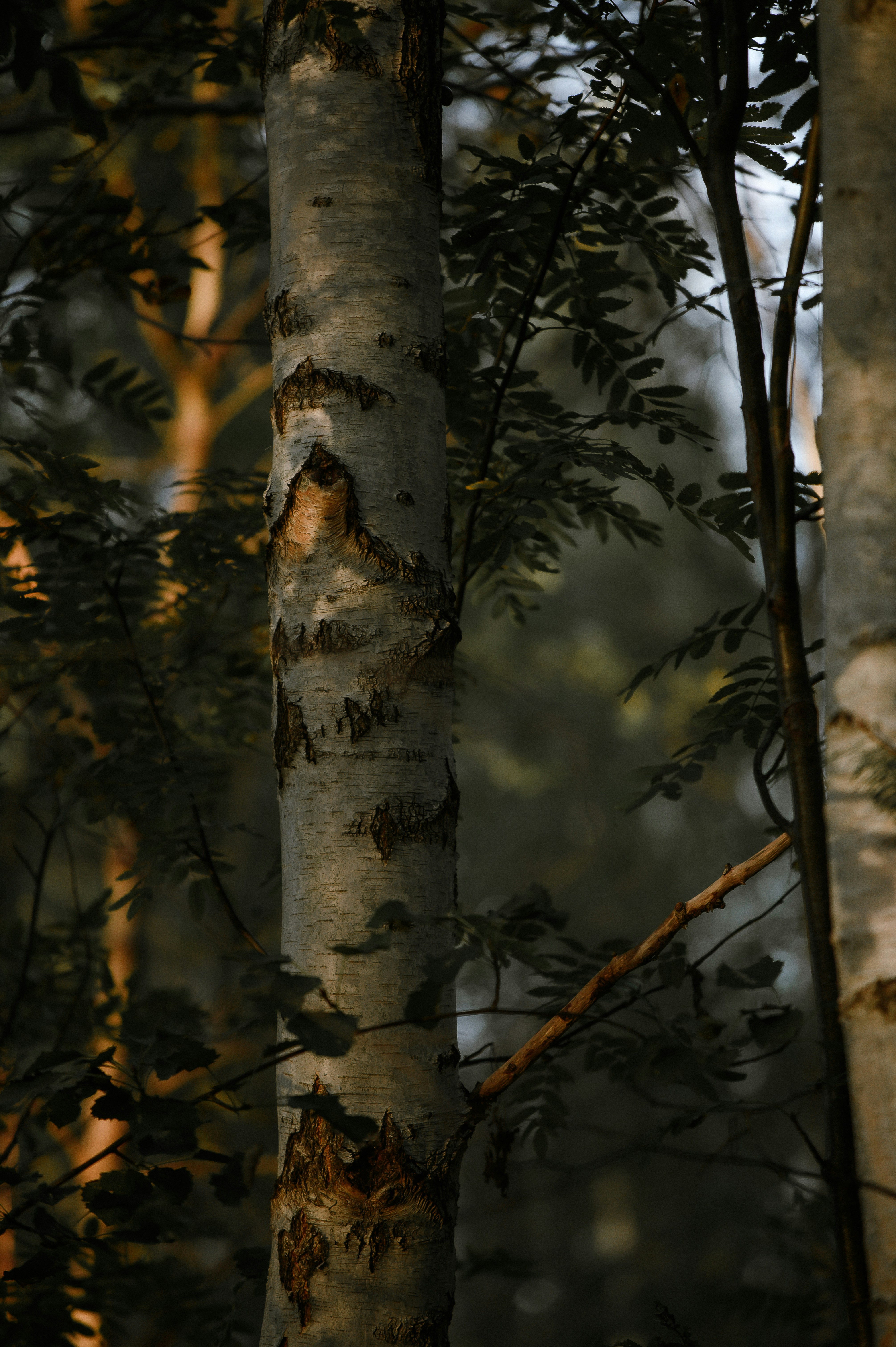 Birch tree trunk with dappled sunlight through leaves.