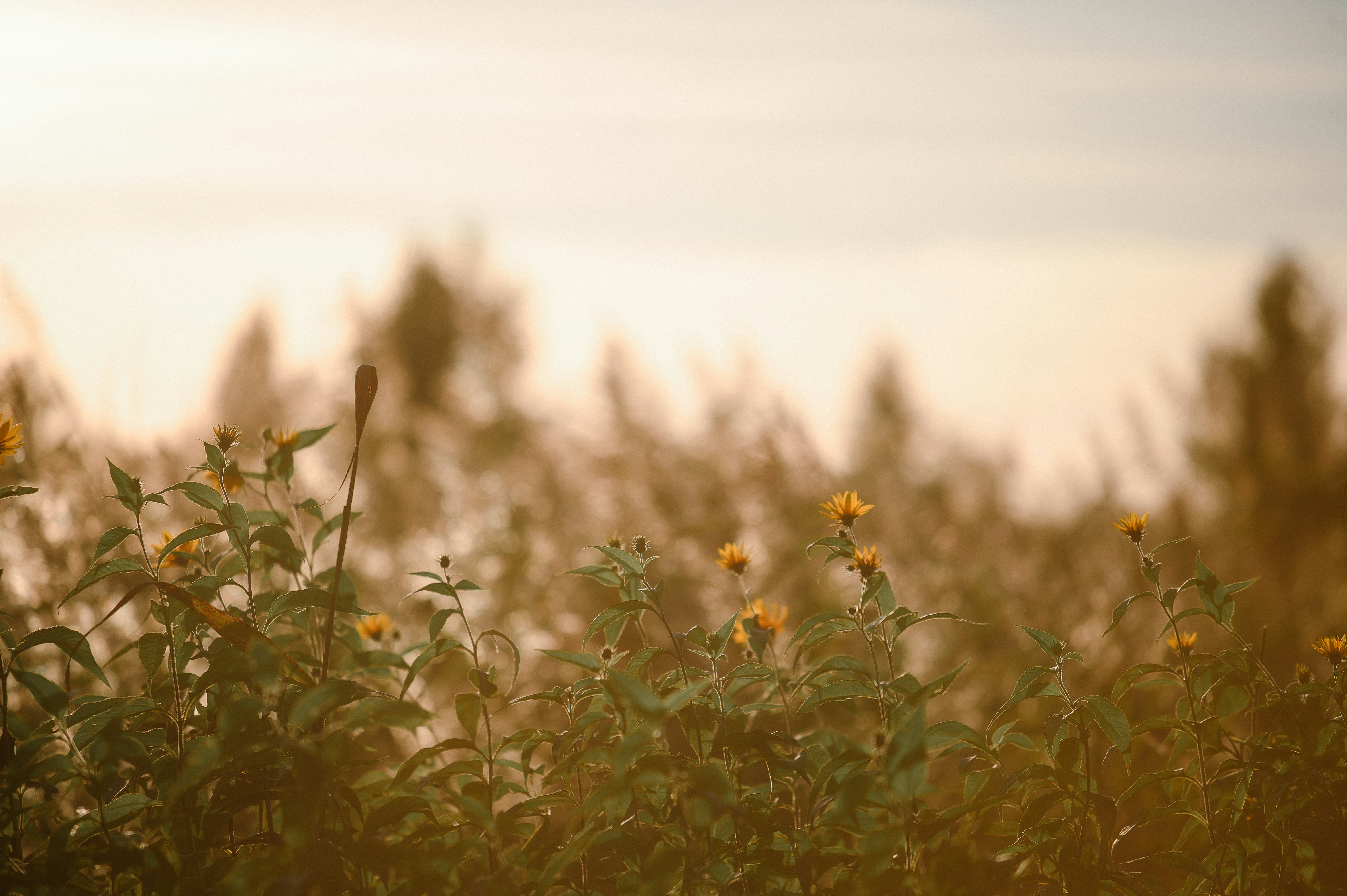 Golden field of wildflowers at sunset