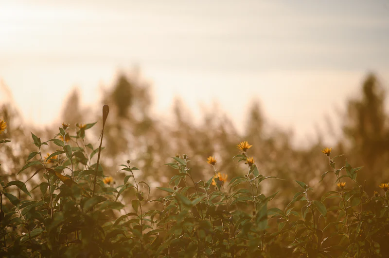 Golden field of wildflowers glowing at sunset